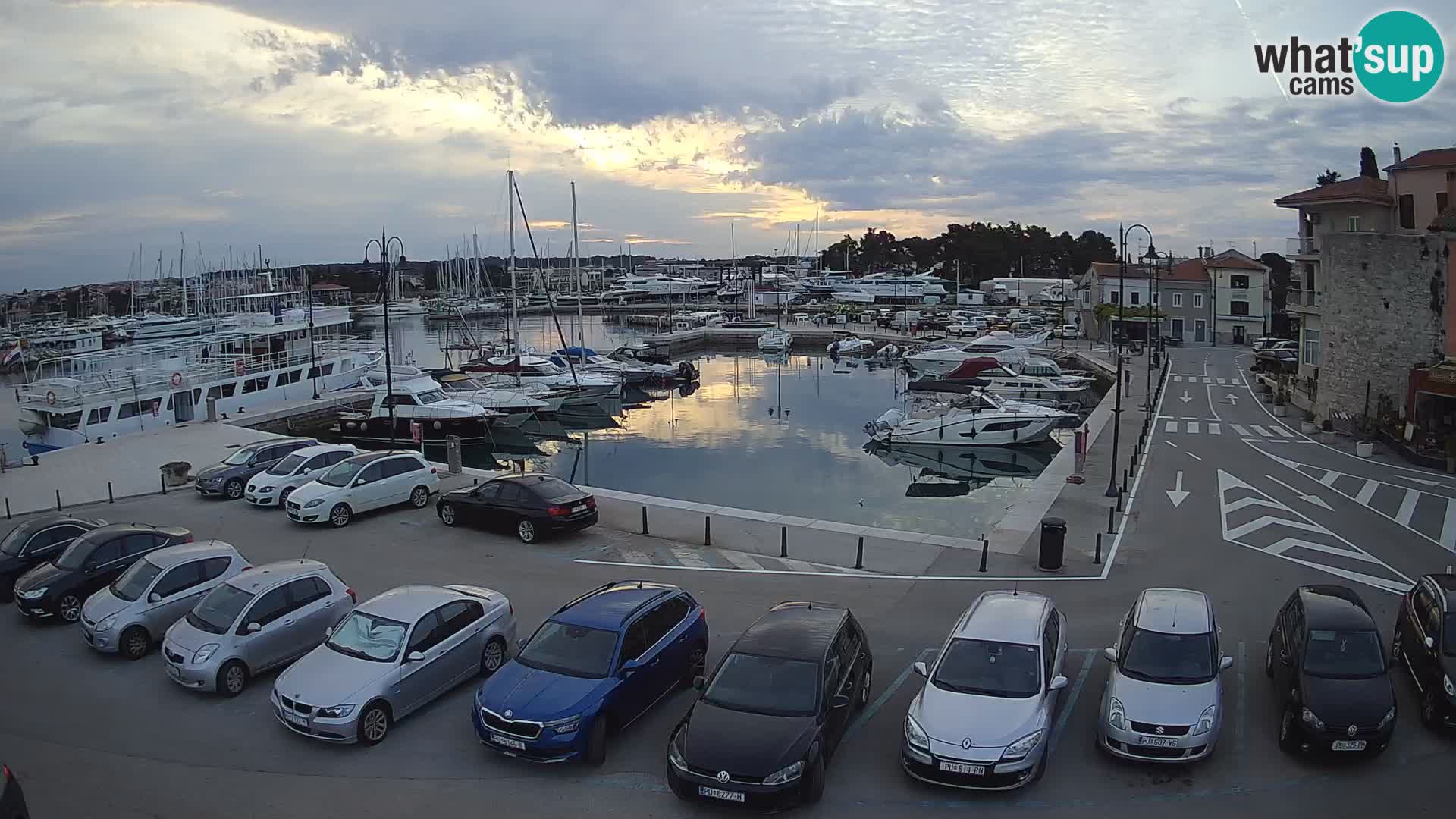 Novigrad | Porporela marina