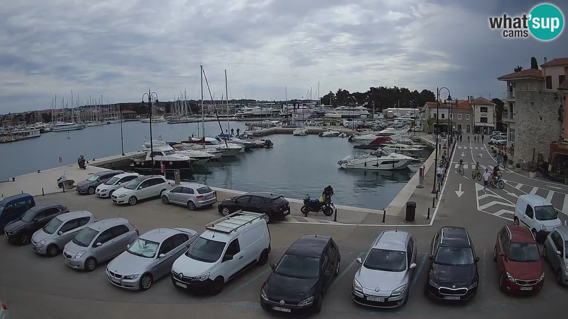 Novigrad | Porporela marina