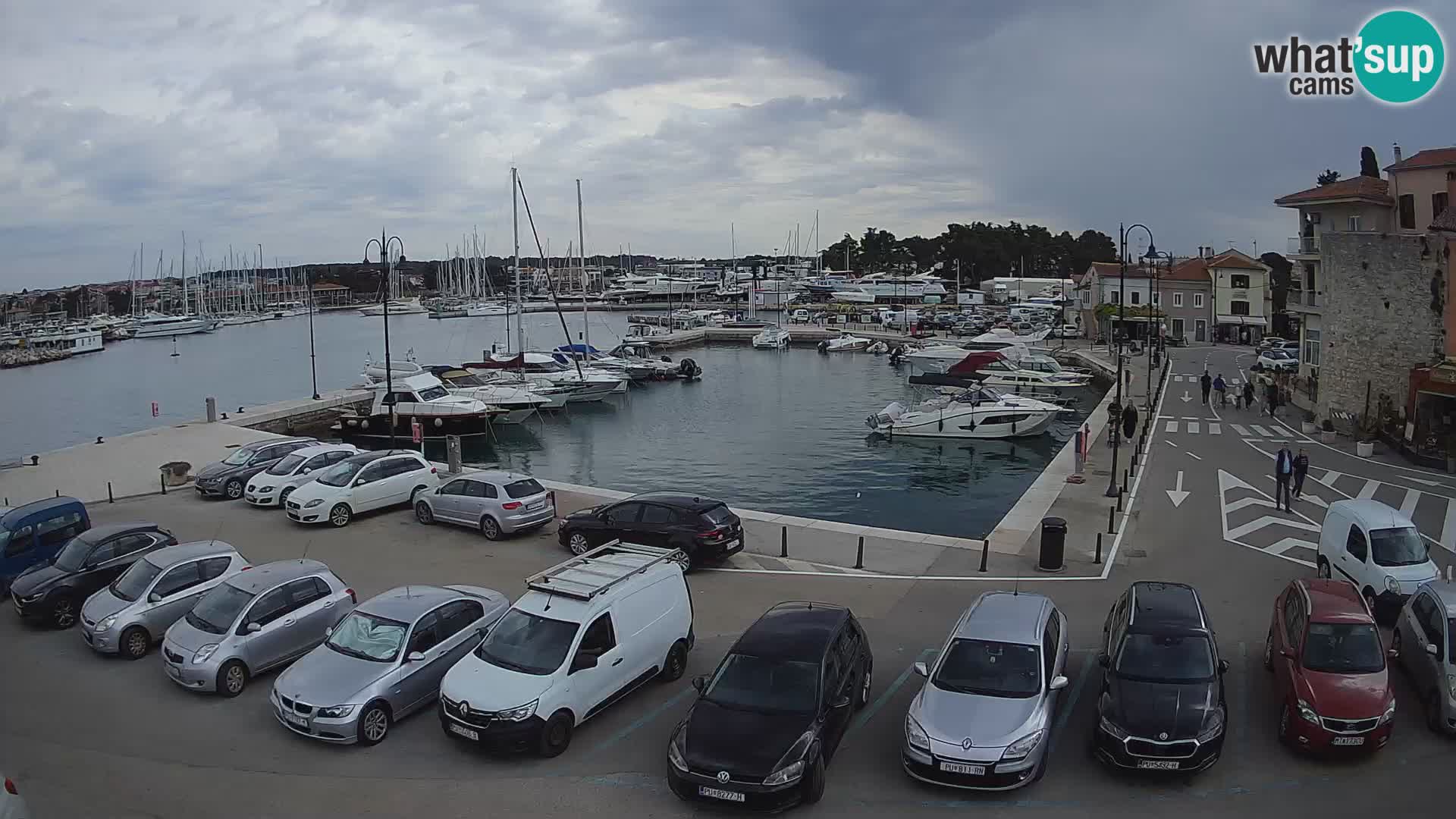Novigrad | Porporela marina
