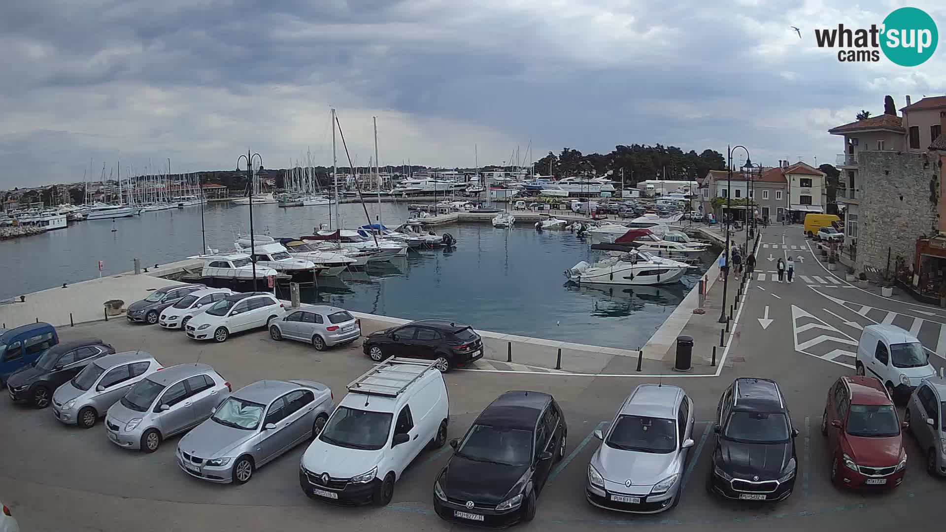 Novigrad | Porporela marina