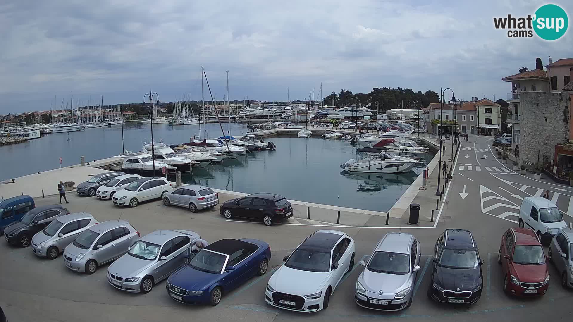 Novigrad | Porporela marina