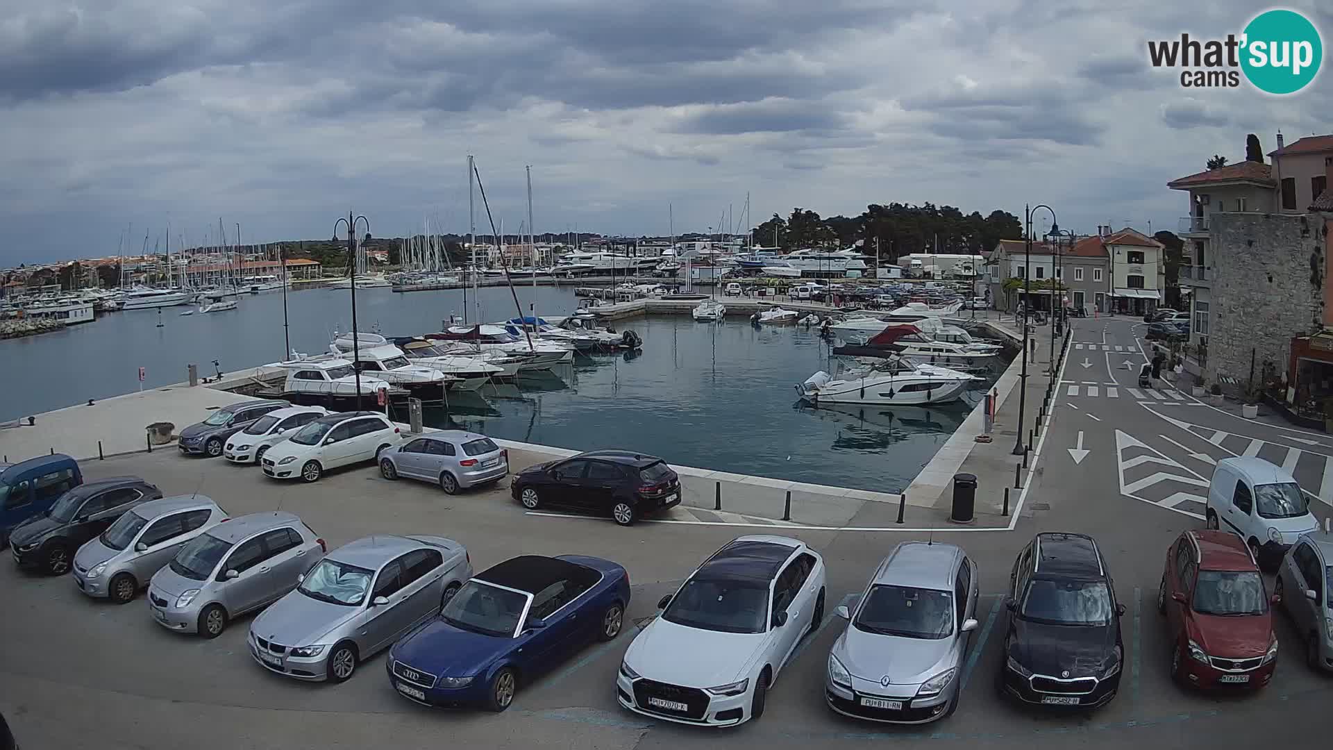 Novigrad | Porporela marina