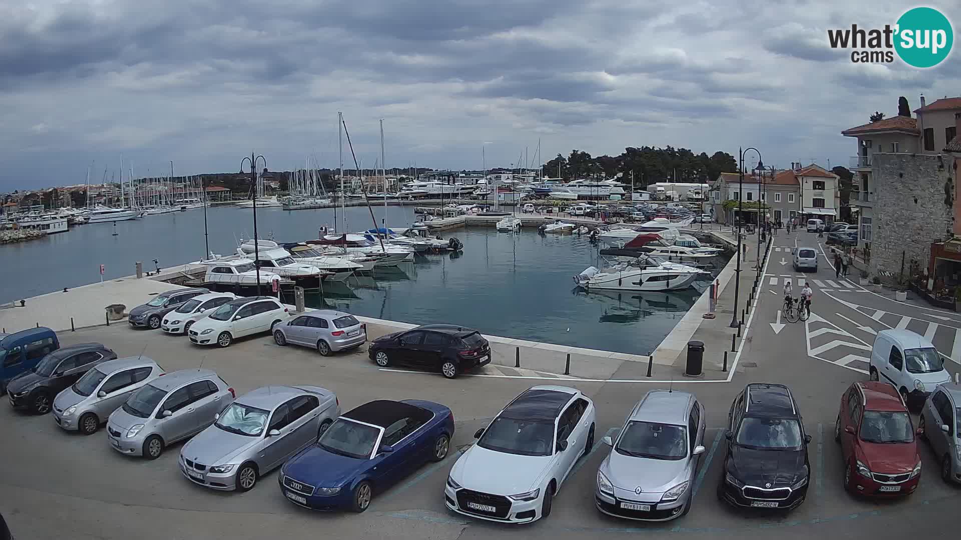 Novigrad | Porporela marina