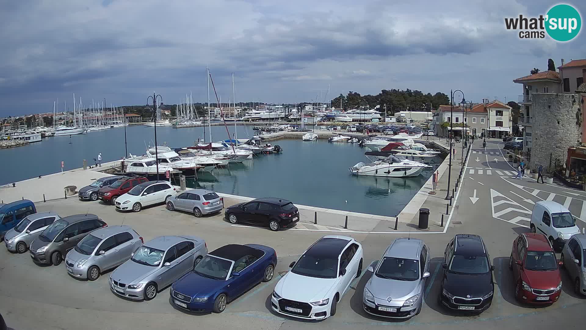 Novigrad | Porporela marina