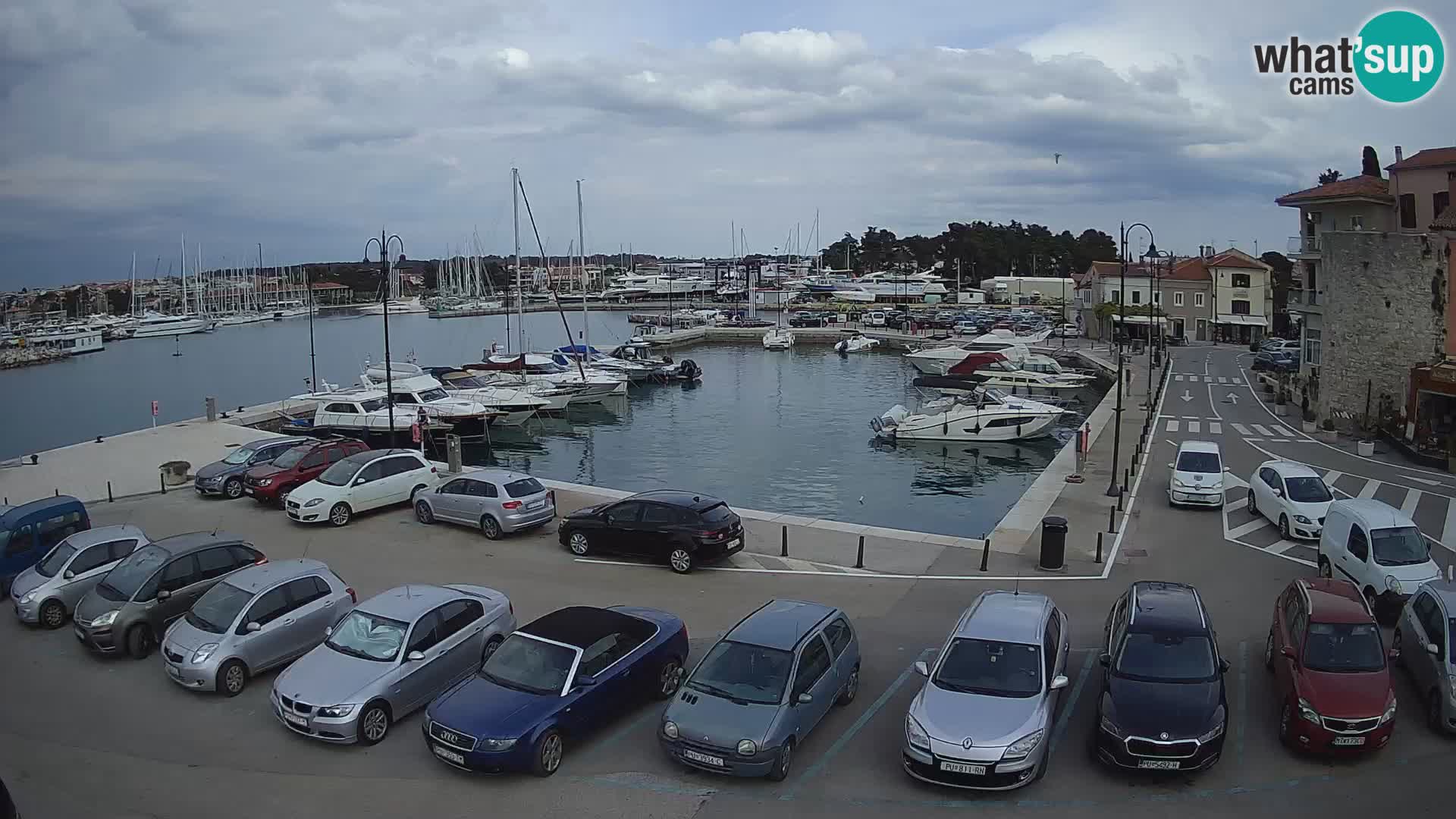 Novigrad | Porporela marina