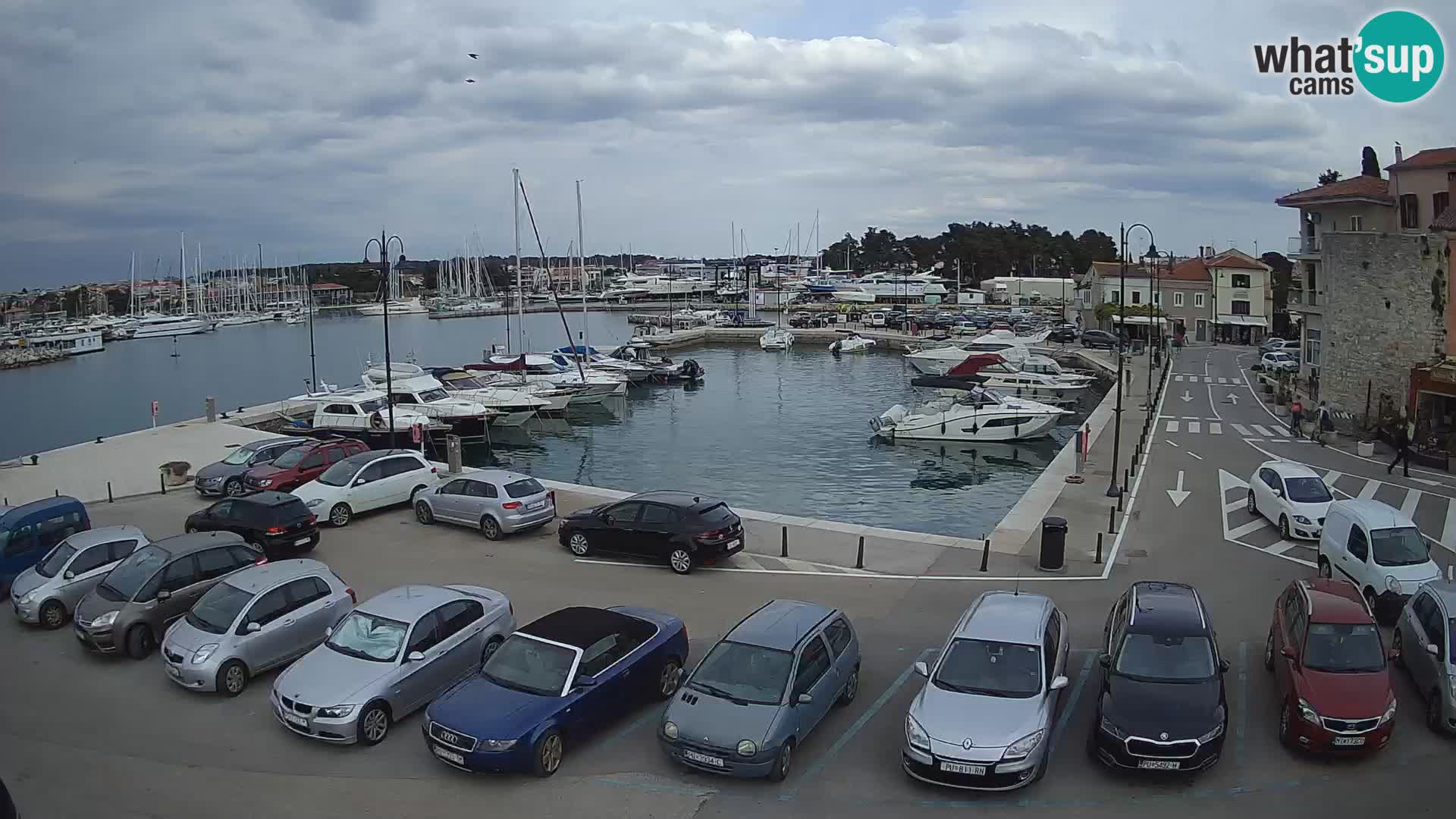 Novigrad | Porporela marina