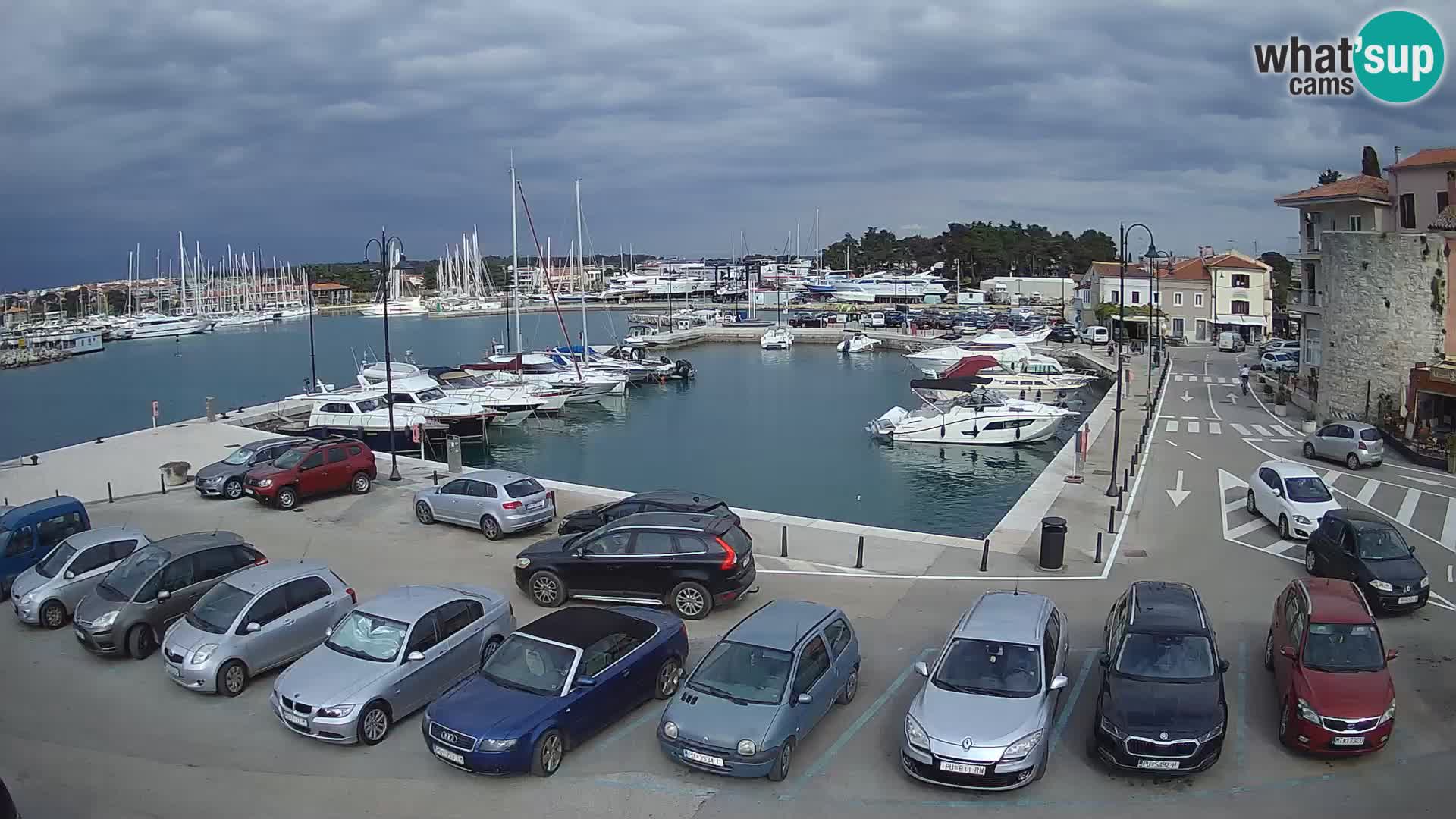 Novigrad | Porporela marina