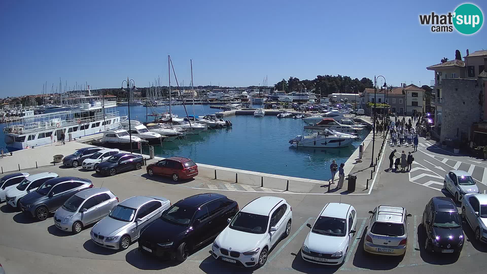 Novigrad | Porporela marina