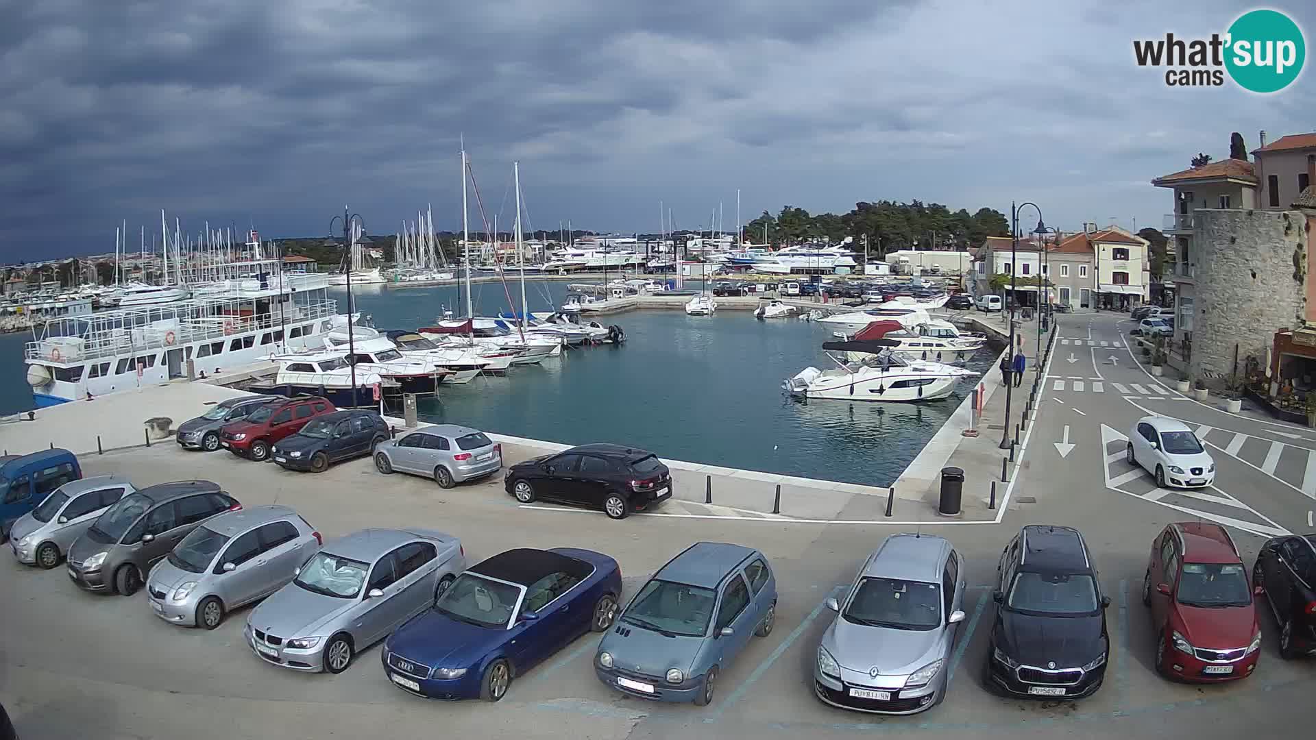 Novigrad | Porporela marina