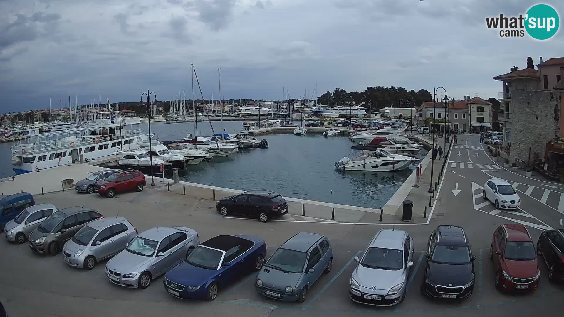 Novigrad | Porporela marina