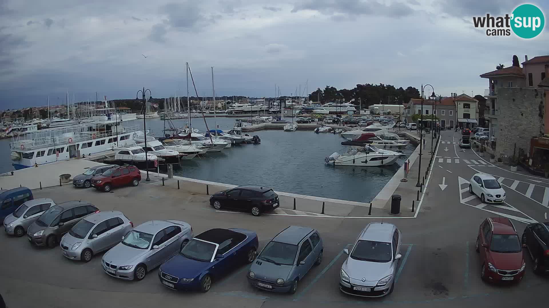 Novigrad | Porporela marina
