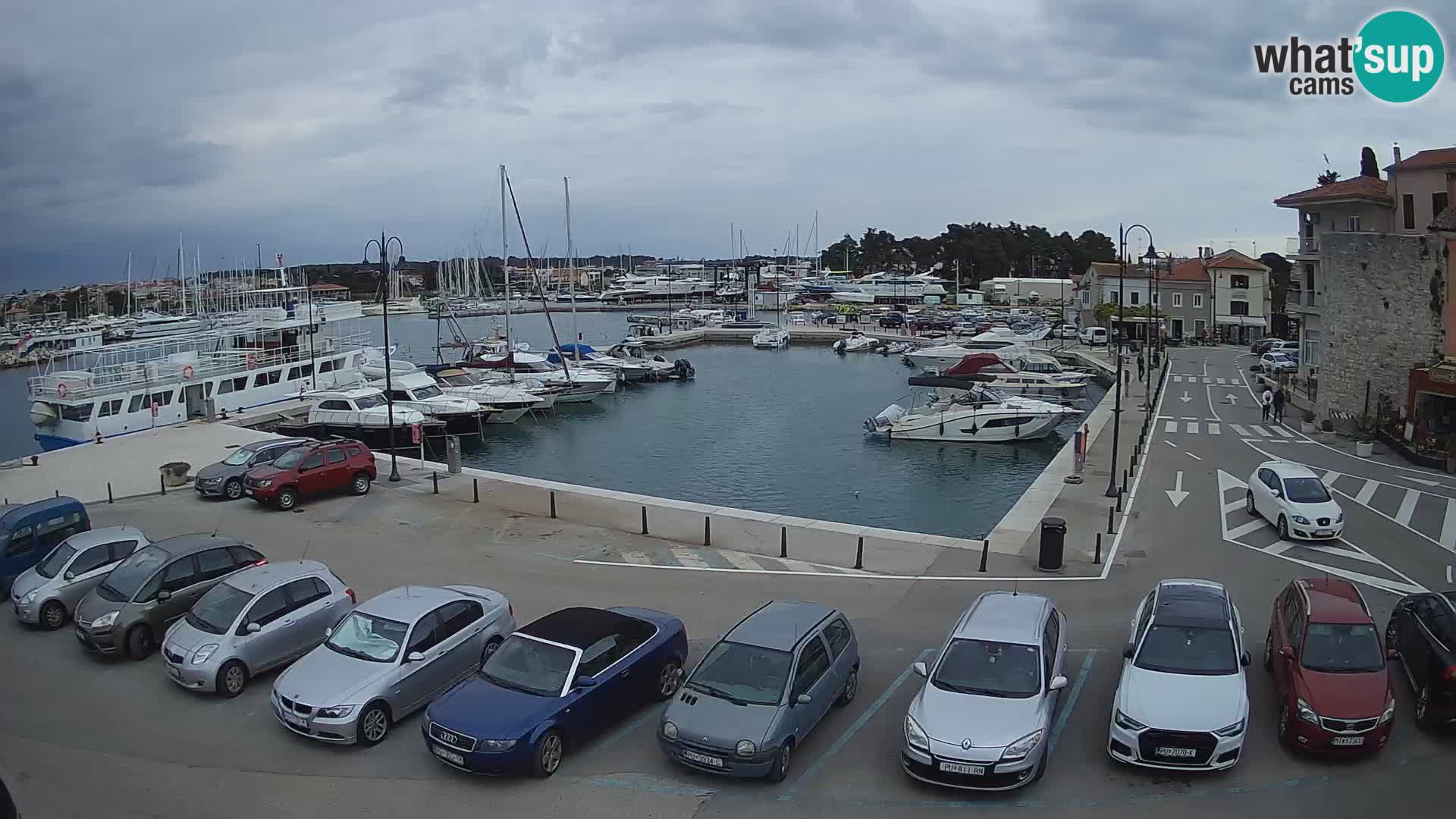 Novigrad | Porporela marina