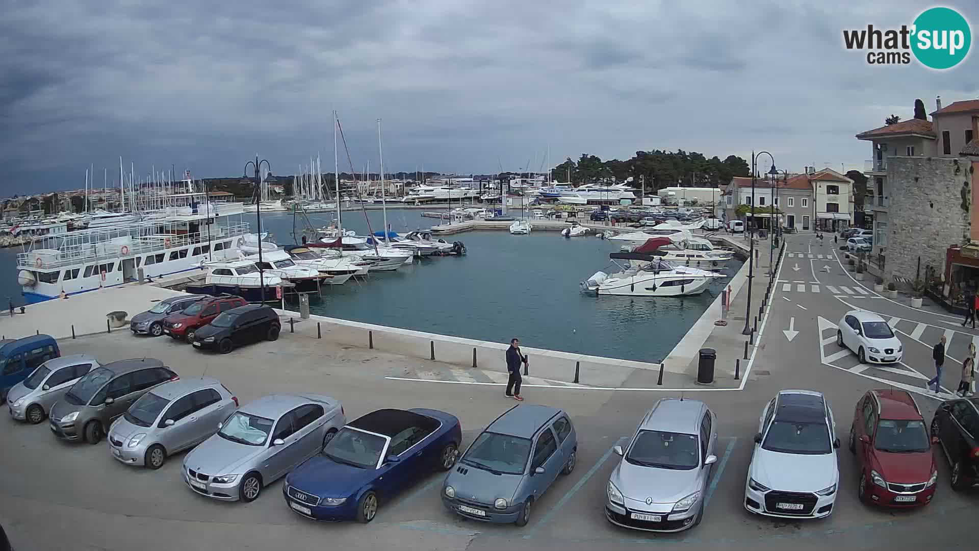 Novigrad | Porporela marina