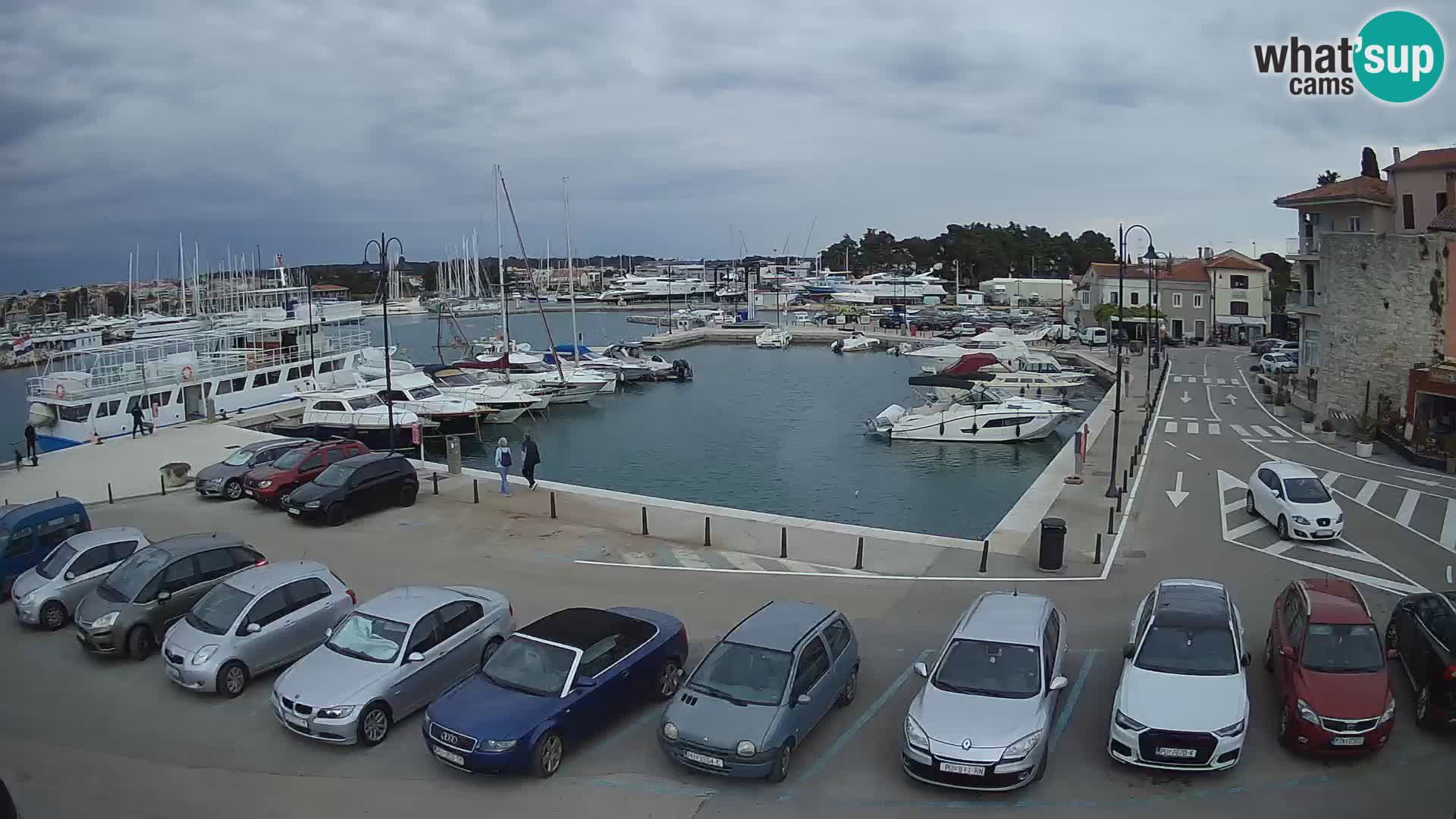 Novigrad | Porporela marina