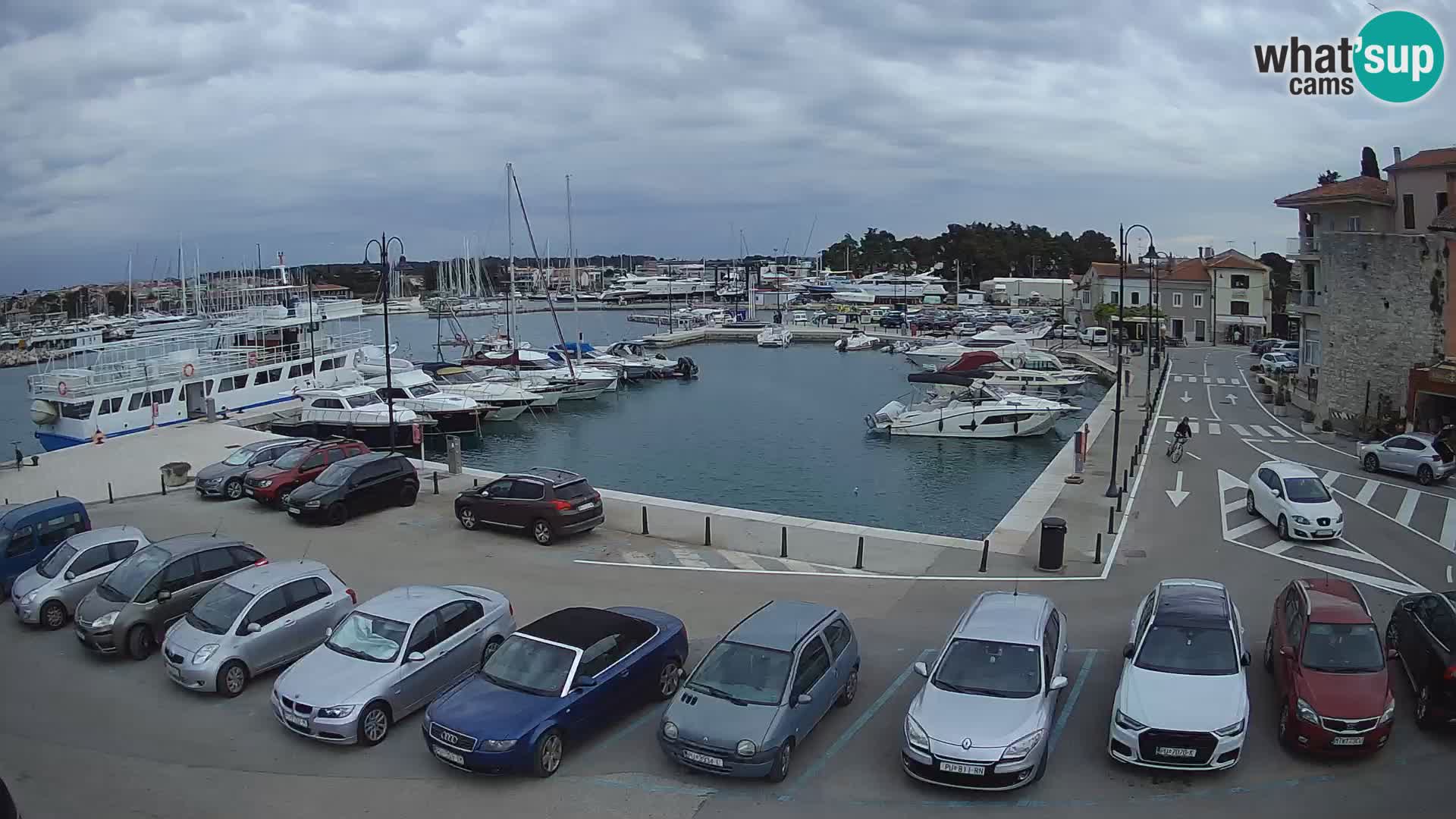 Novigrad | Porporela marina