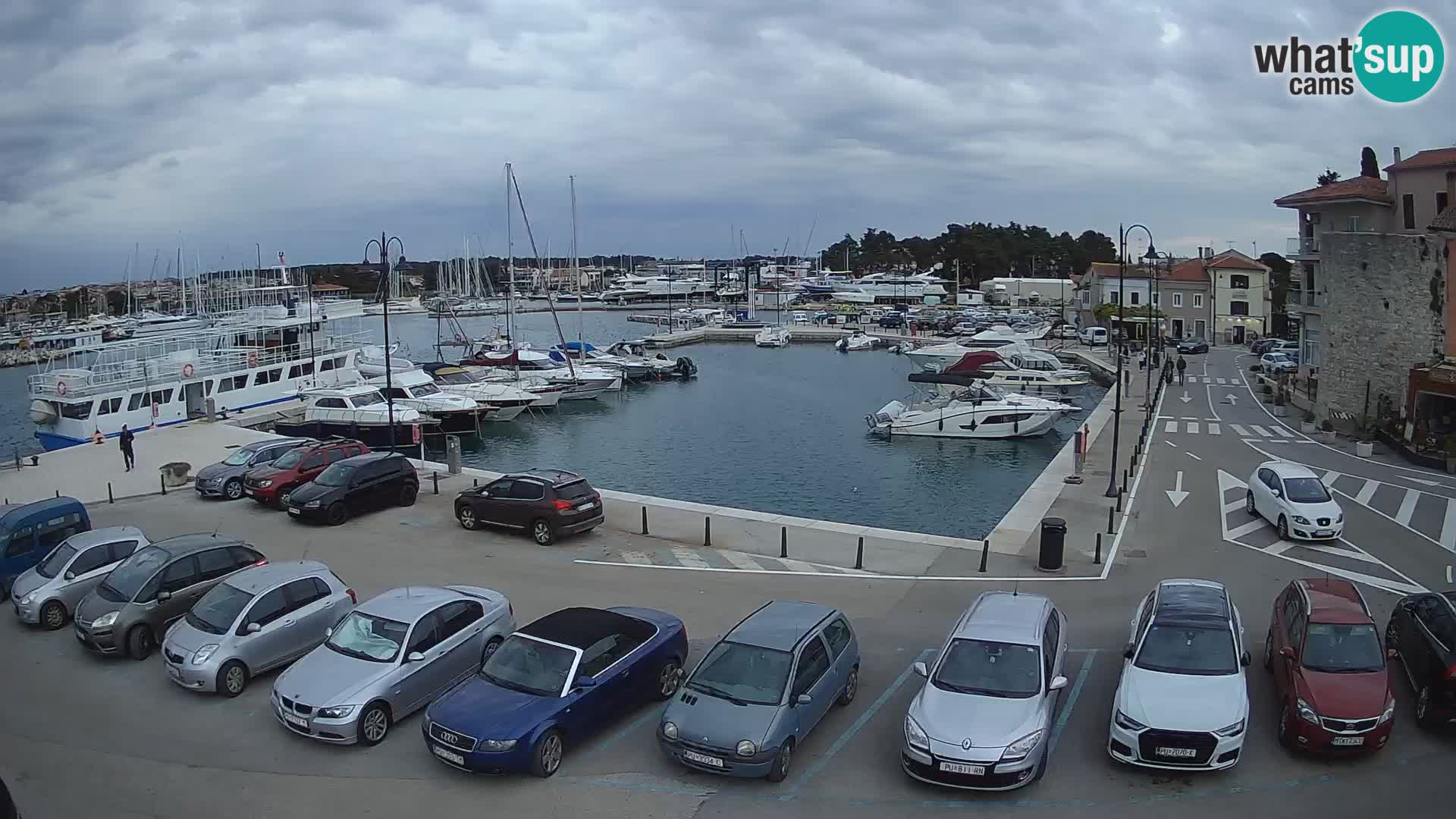 Novigrad | Porporela marina