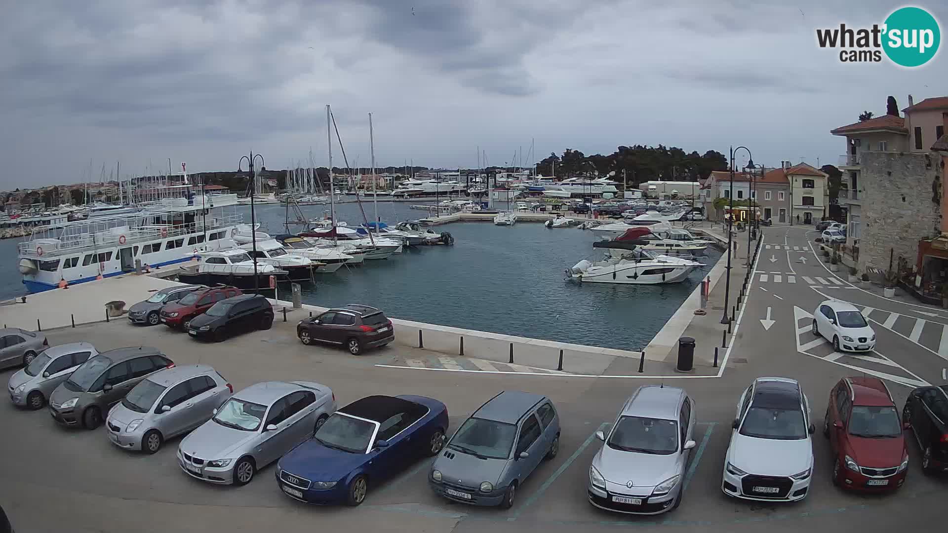 Novigrad | Porporela marina