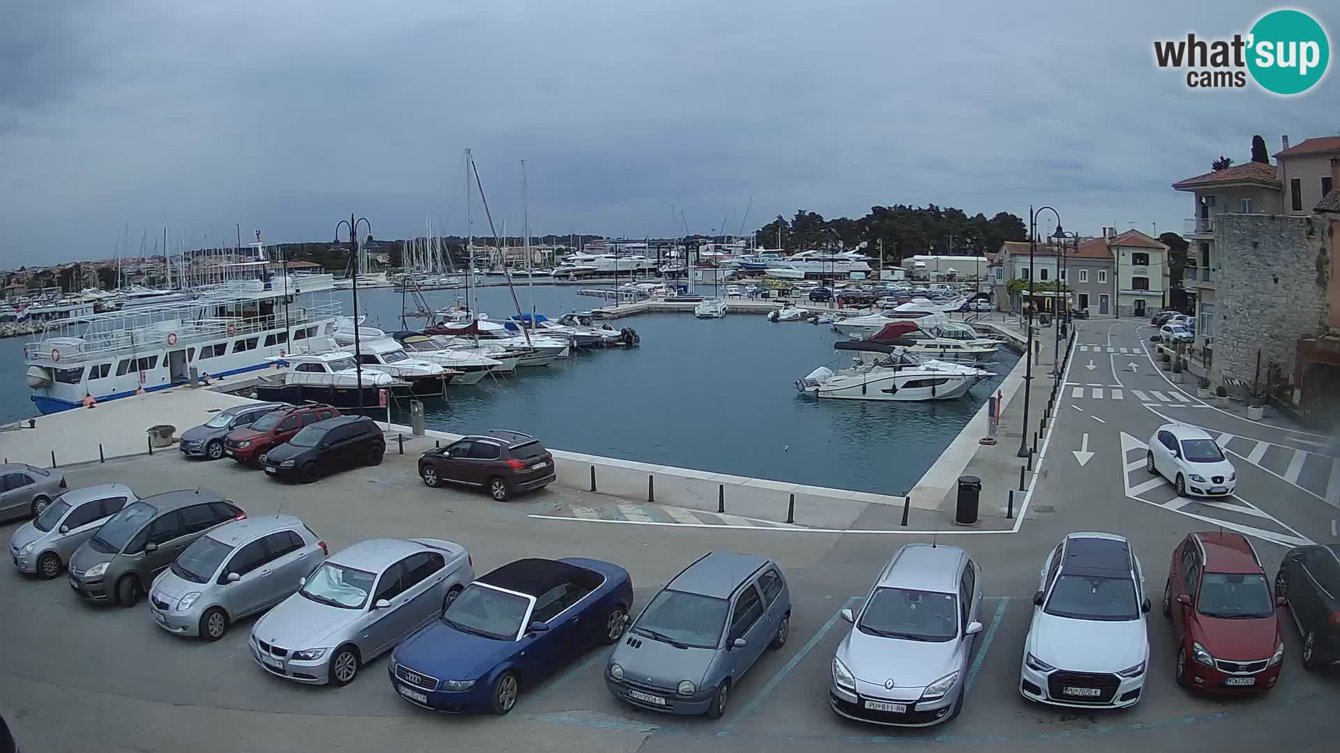 Novigrad | Porporela marina