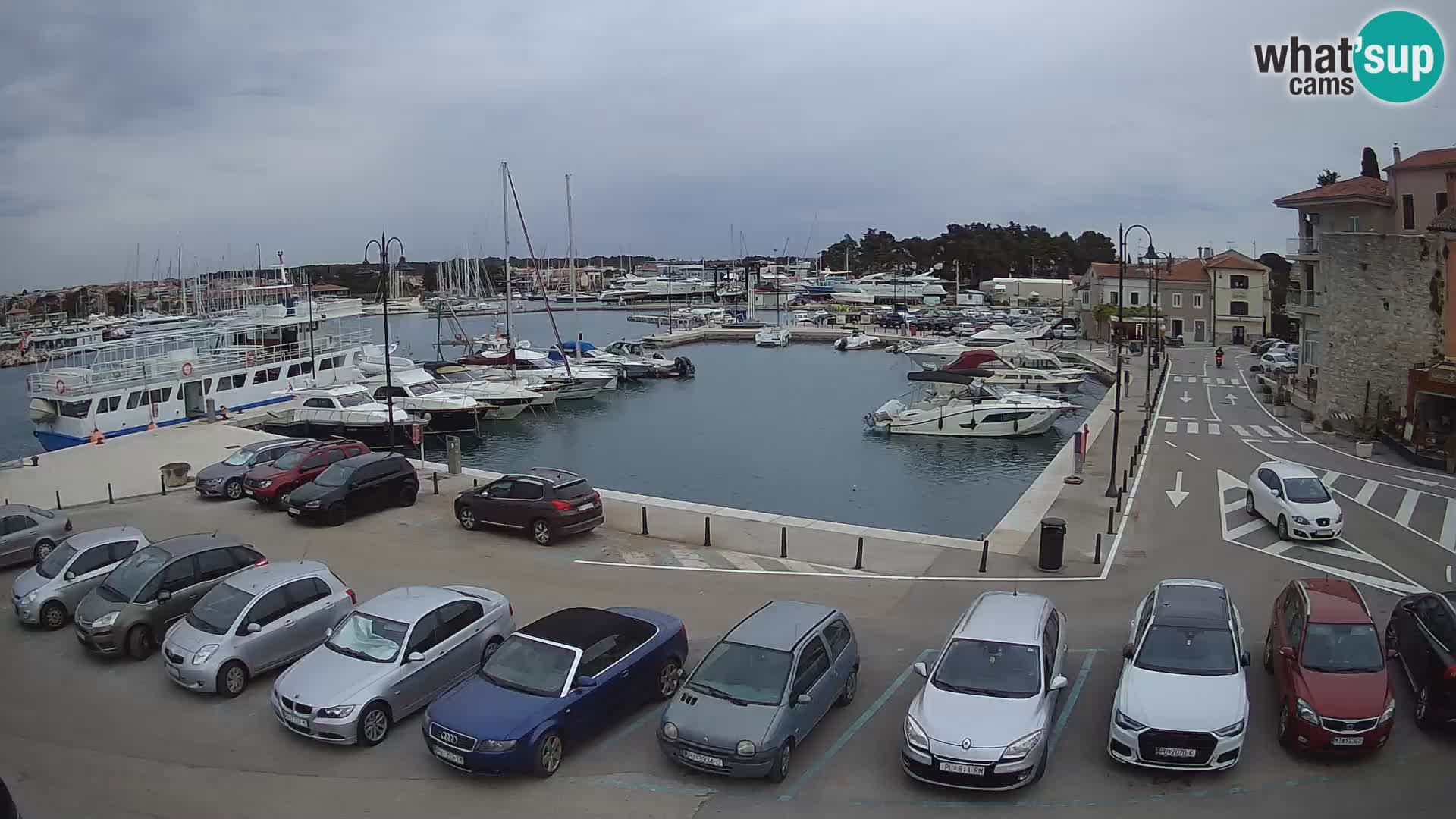 Novigrad | Porporela marina