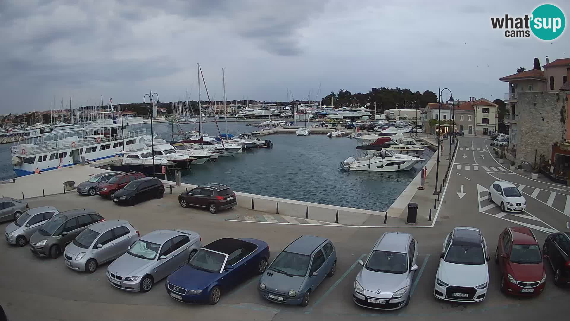 Novigrad | Porporela marina