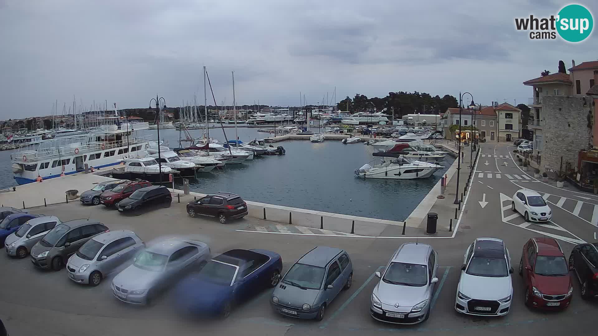 Novigrad | Porporela marina