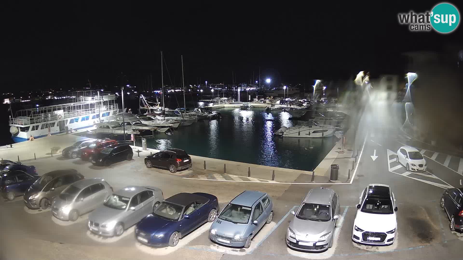 Novigrad | Porporela marina