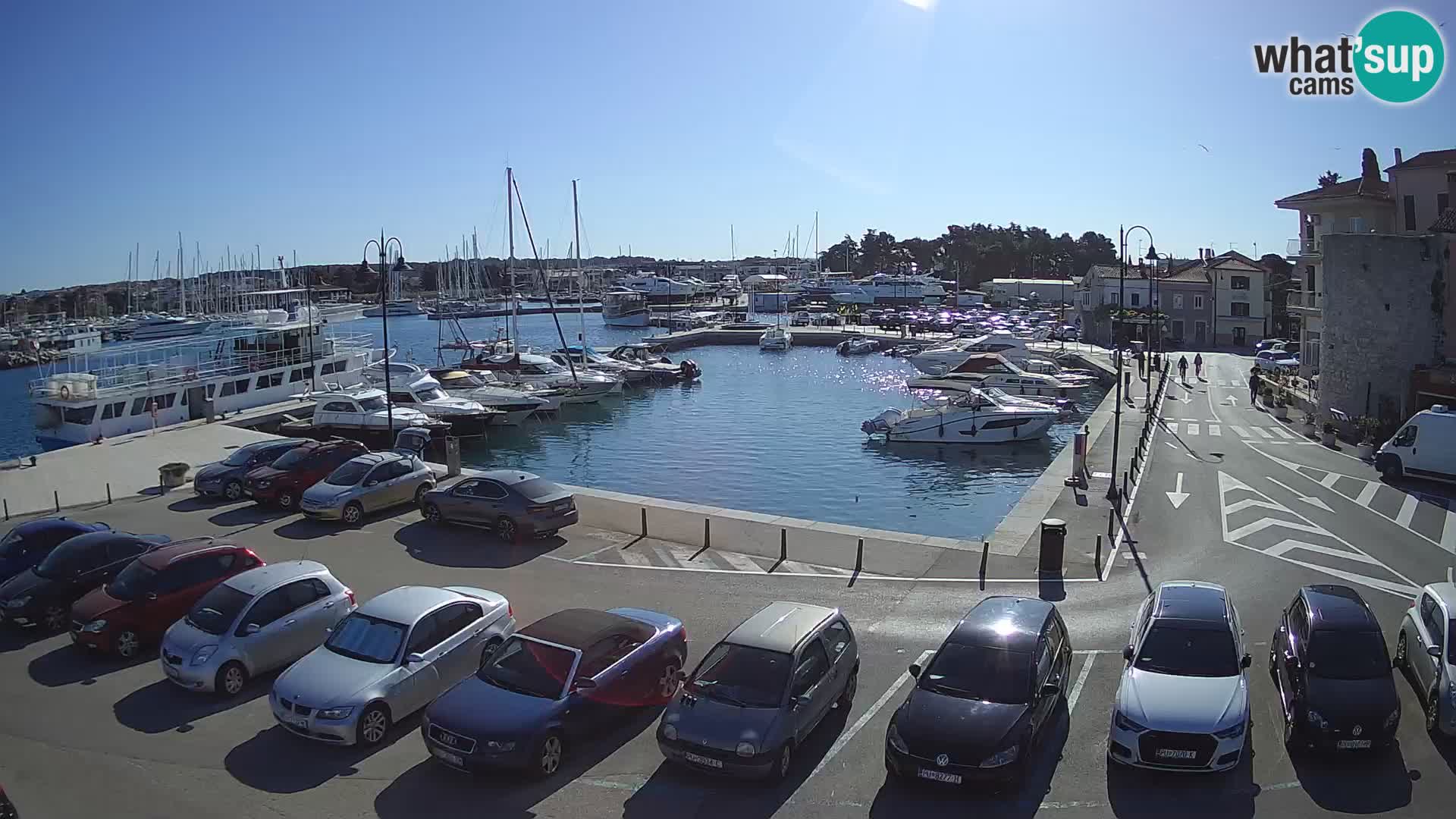 Novigrad | Porporela marina