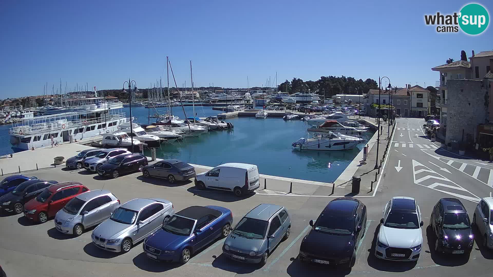 Novigrad | Porporela marina