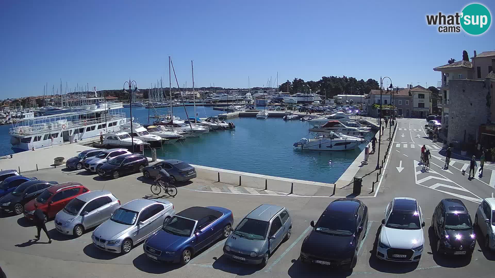 Novigrad | Porporela marina