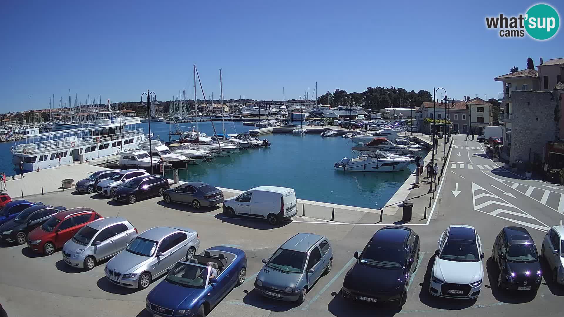Novigrad | Porporela marina