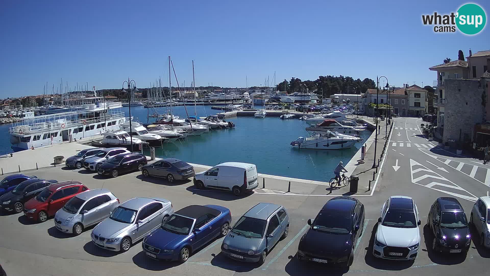 Novigrad | Porporela marina