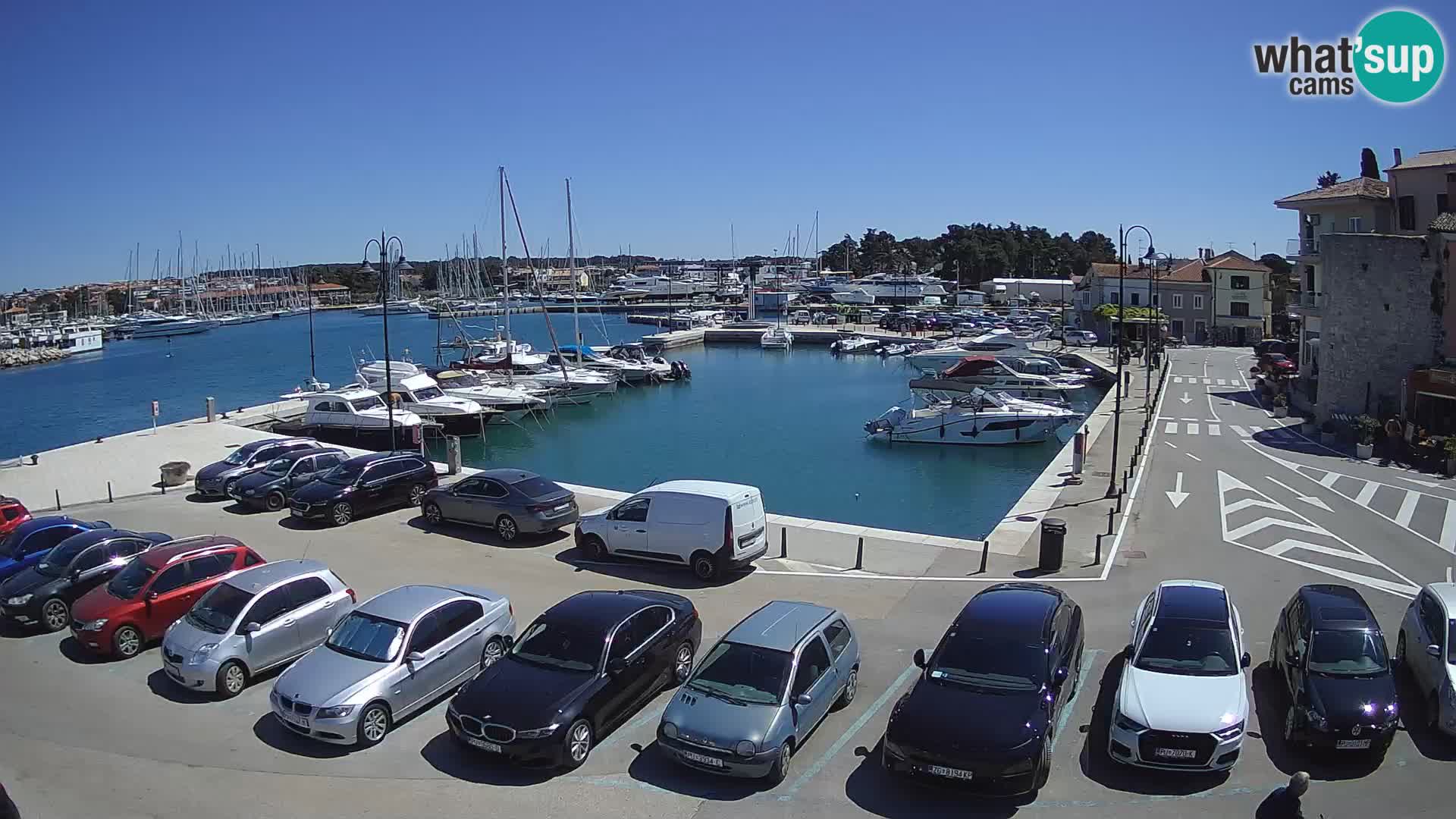 Novigrad | Porporela marina