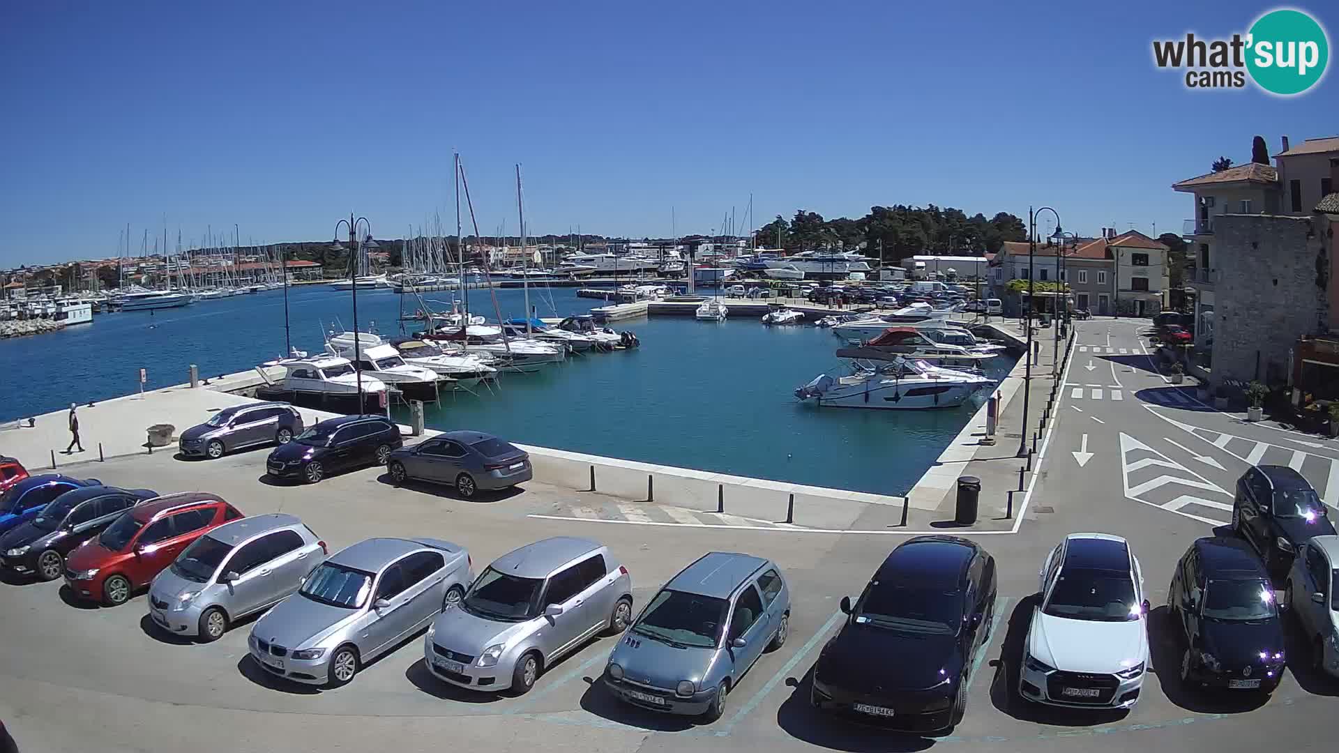 Novigrad | Porporela marina