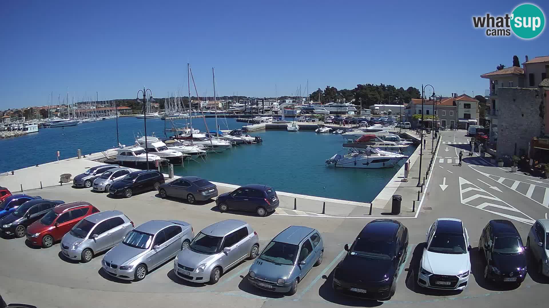 Novigrad | Porporela marina