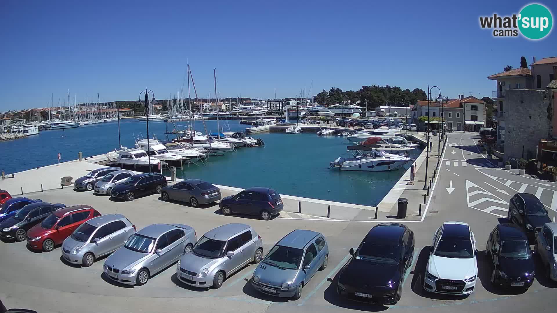 Novigrad | Porporela marina