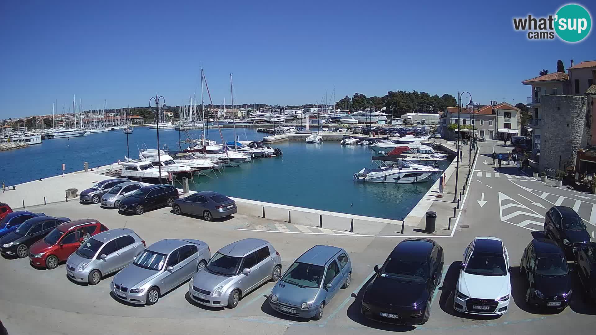 Novigrad | Porporela marina