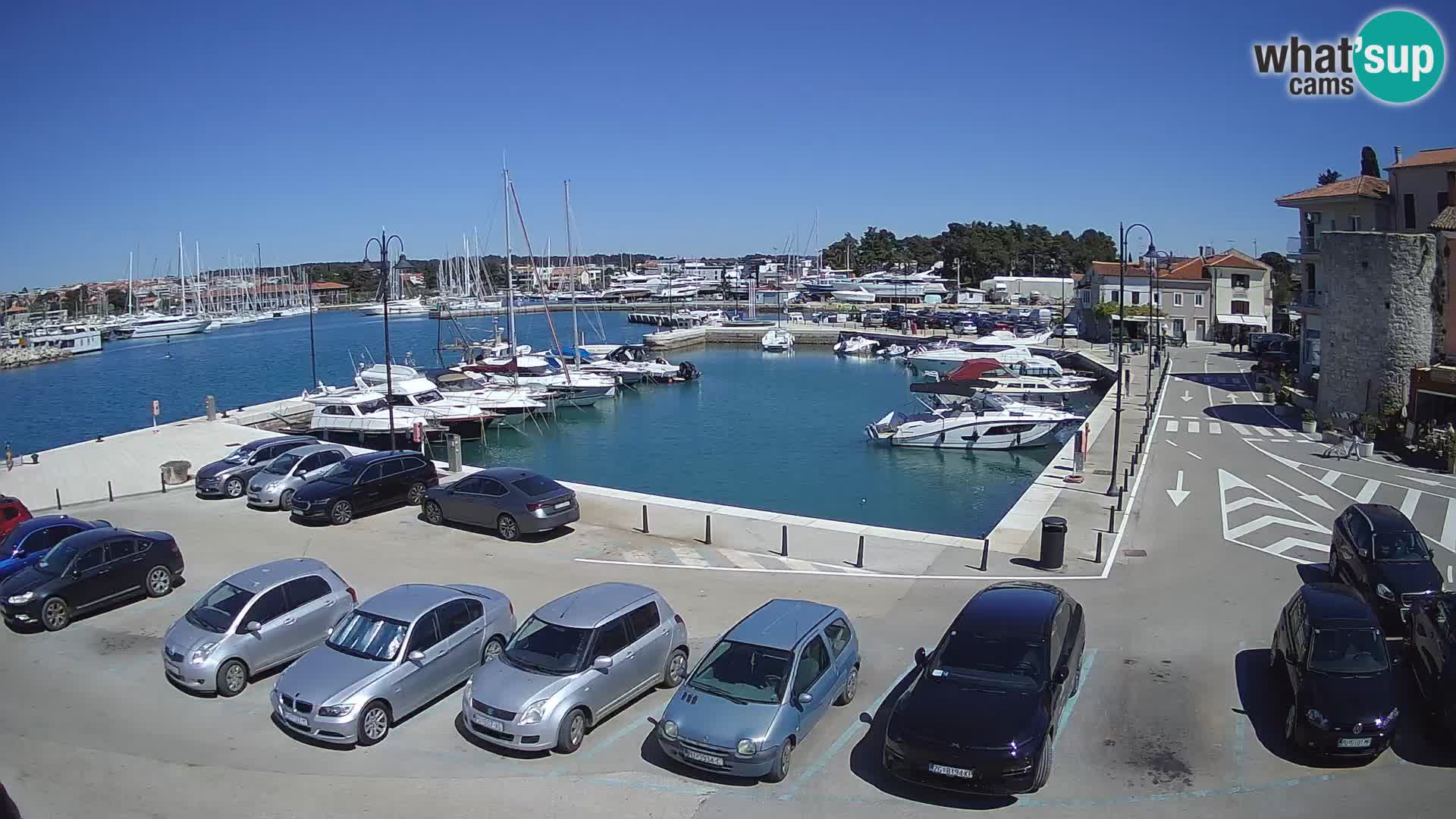 Novigrad | Porporela marina