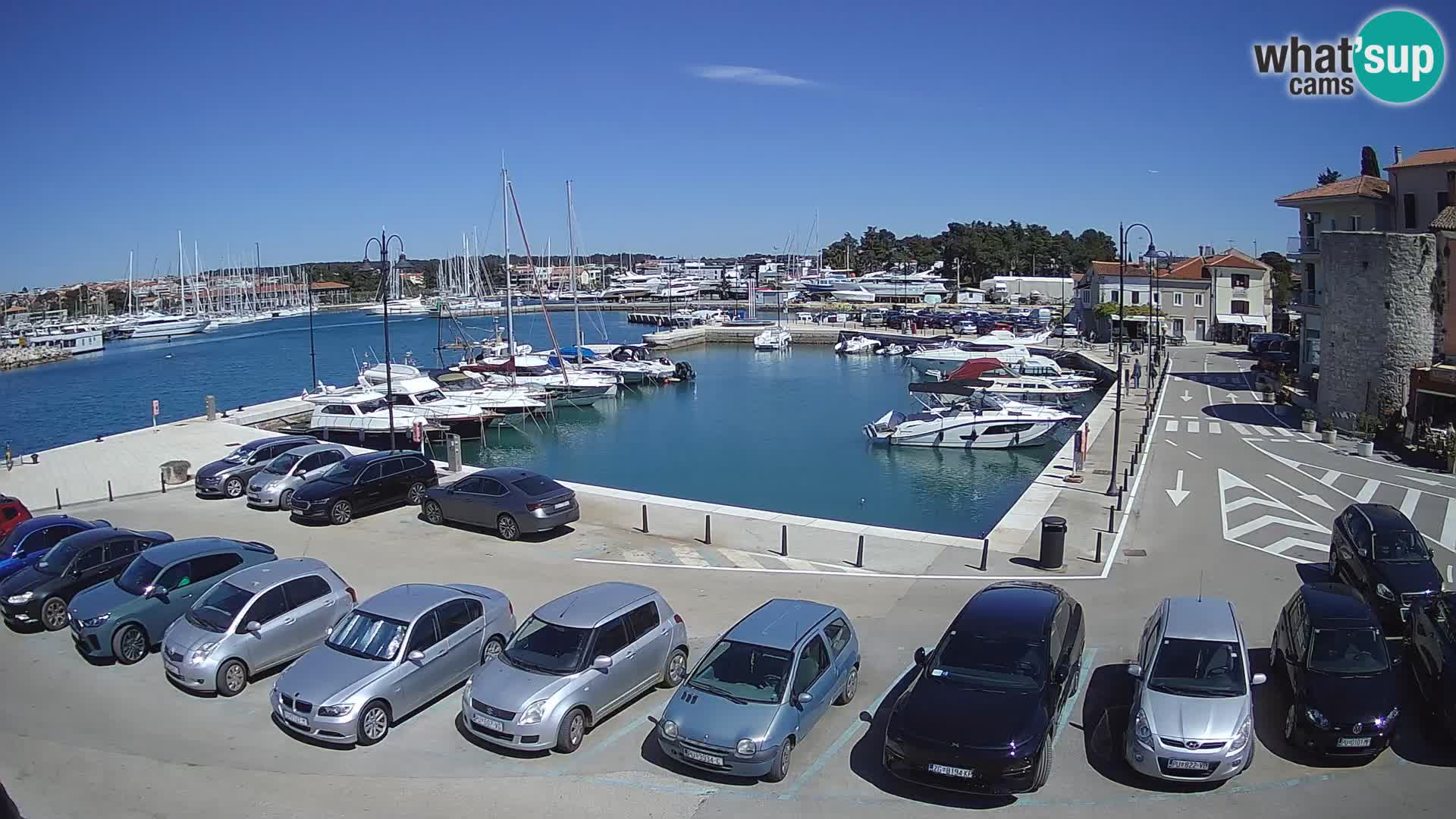 Novigrad | Porporela marina