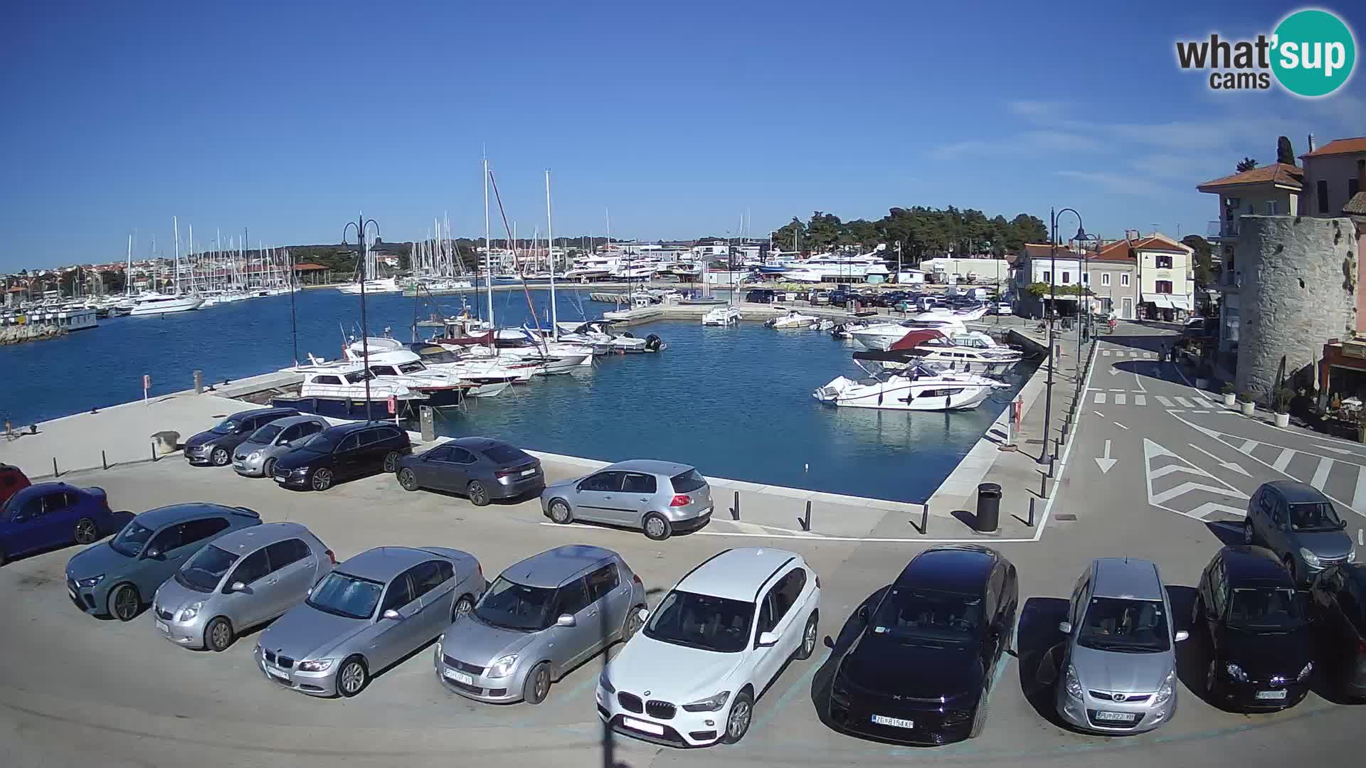 Novigrad | Porporela marina