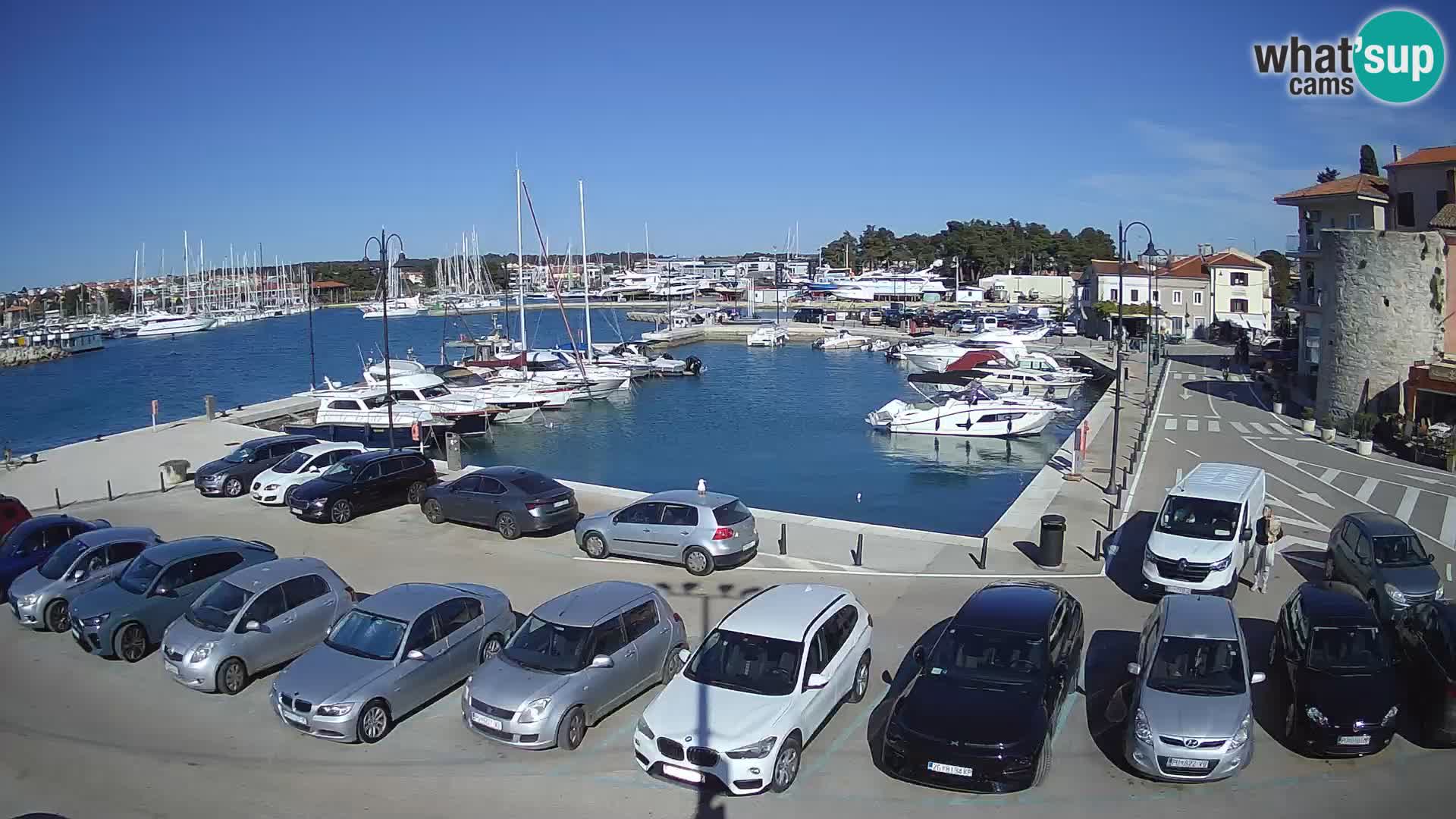 Novigrad | Porporela marina