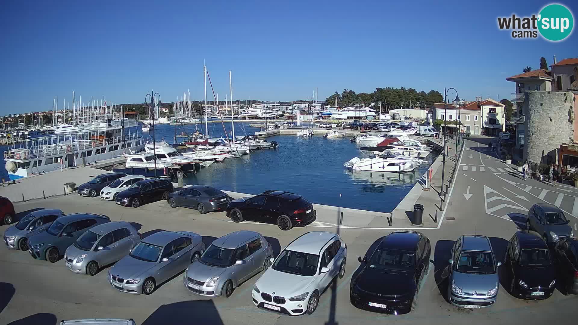 Novigrad | Porporela marina