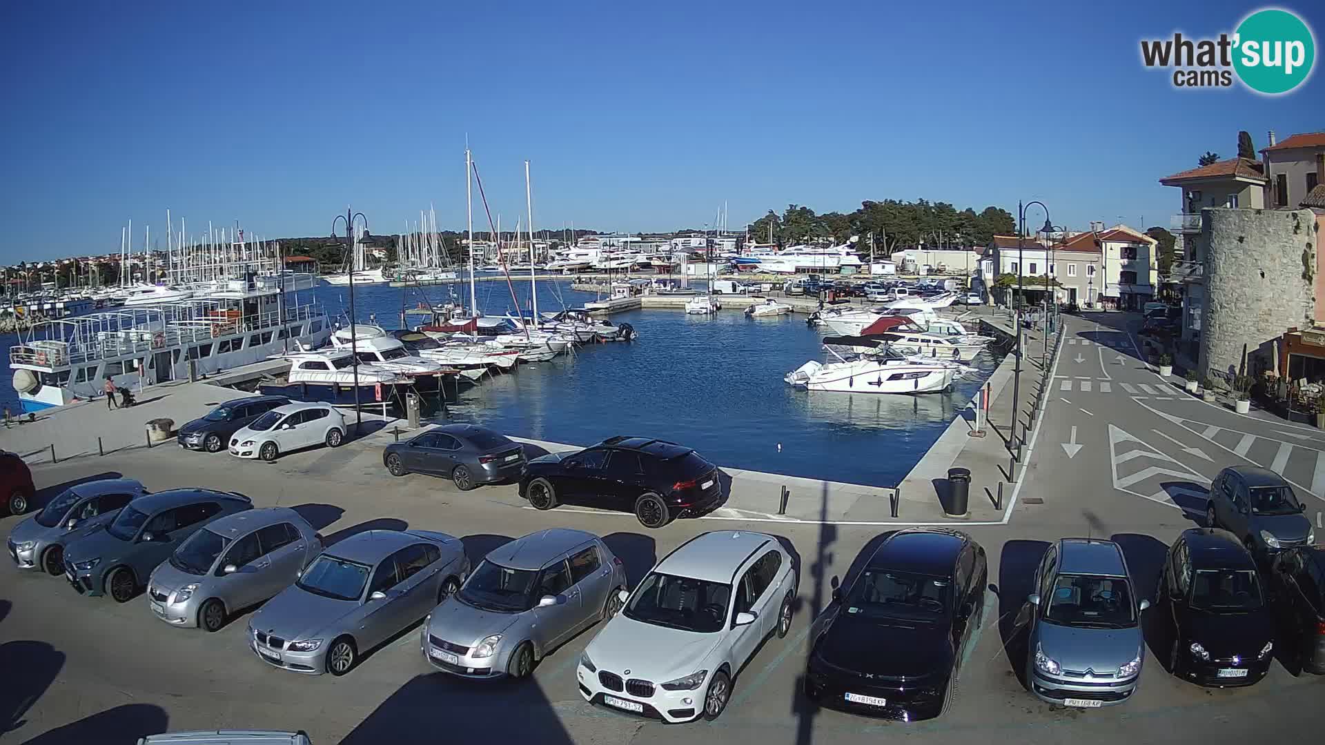 Novigrad | Porporela marina