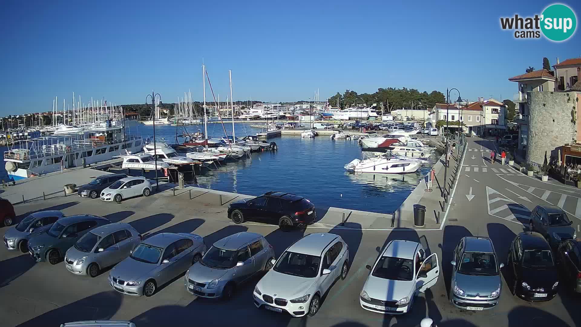Novigrad | Porporela marina