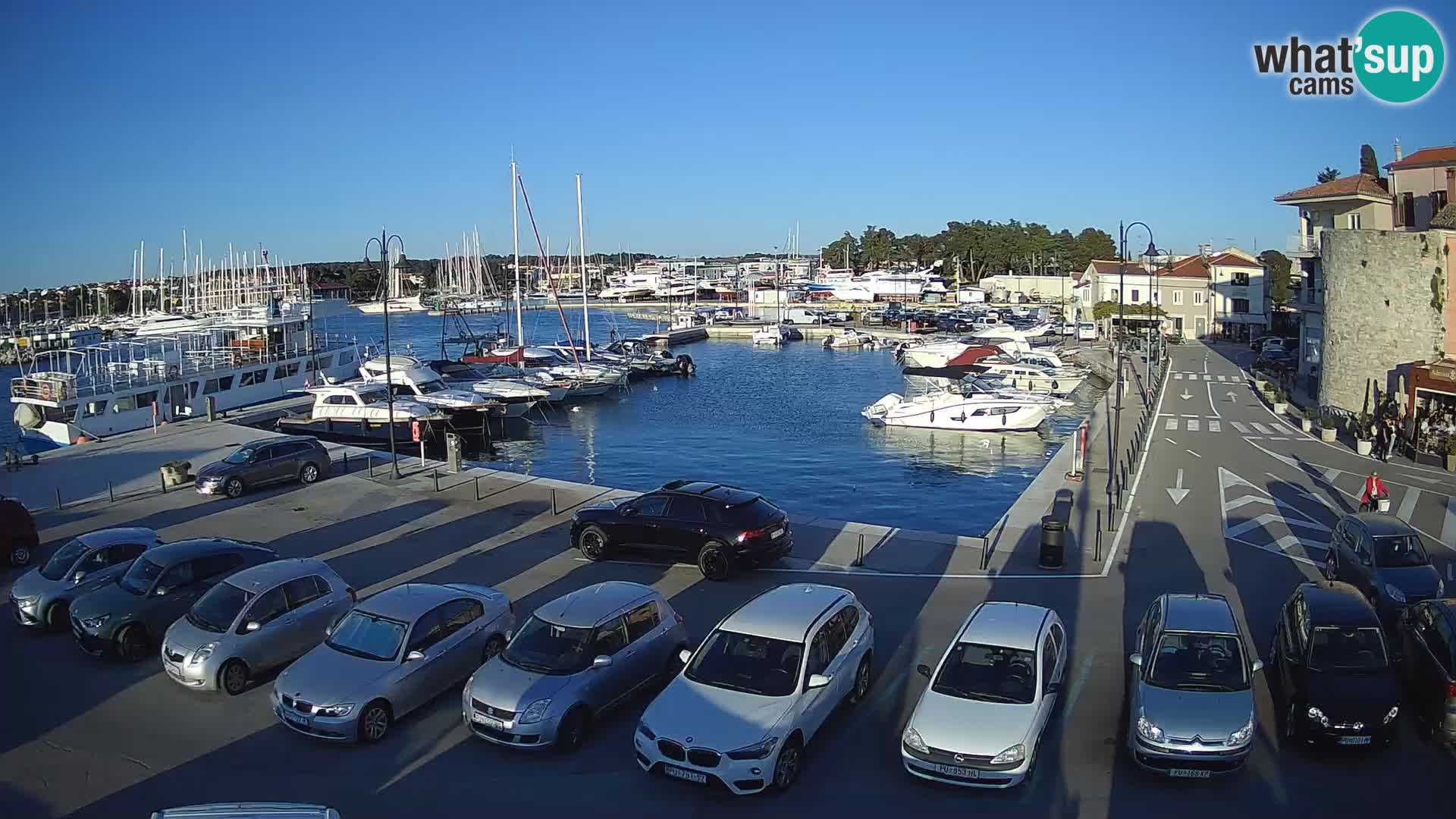 Novigrad | Porporela marina