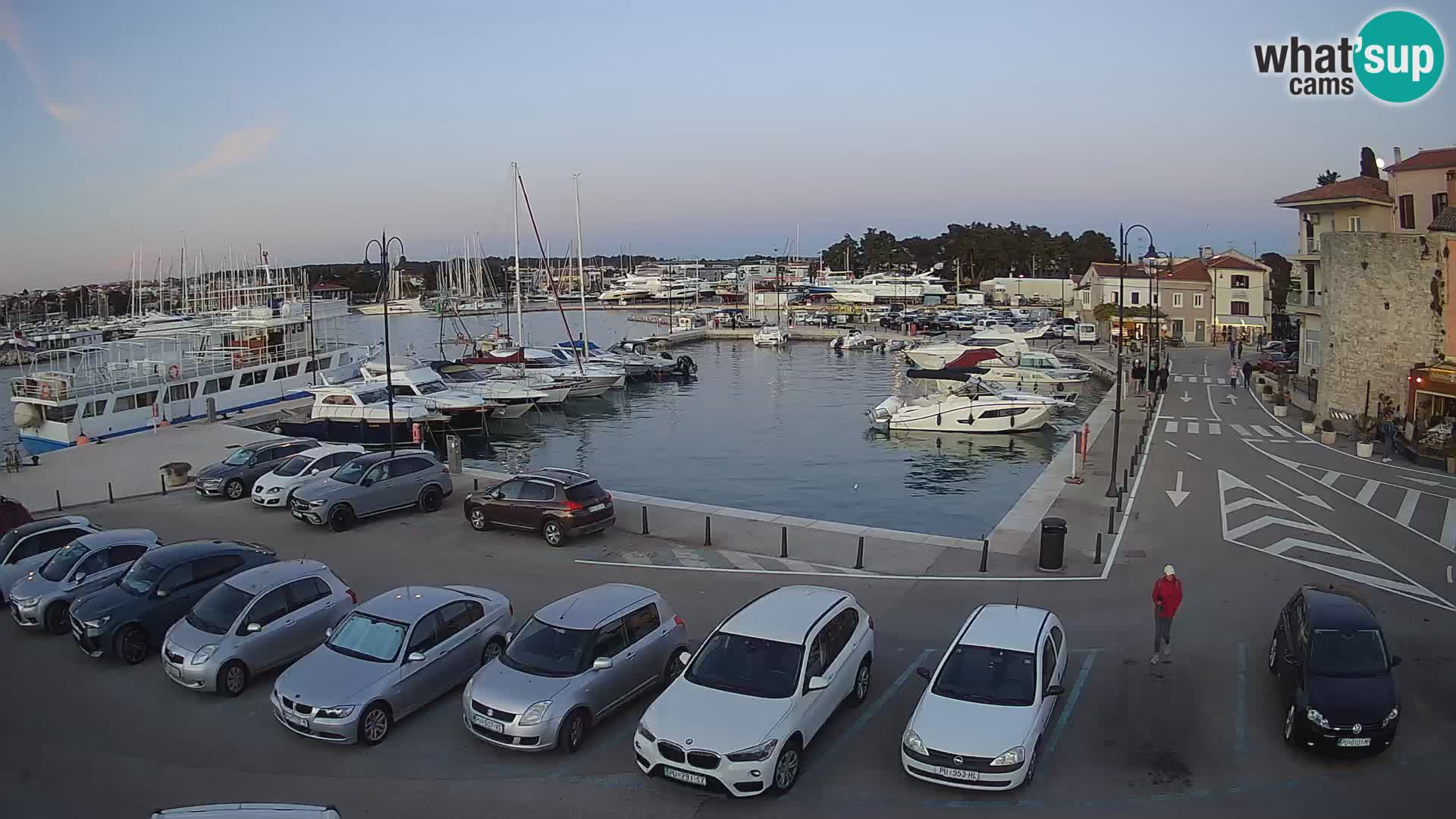 Novigrad | Porporela marina