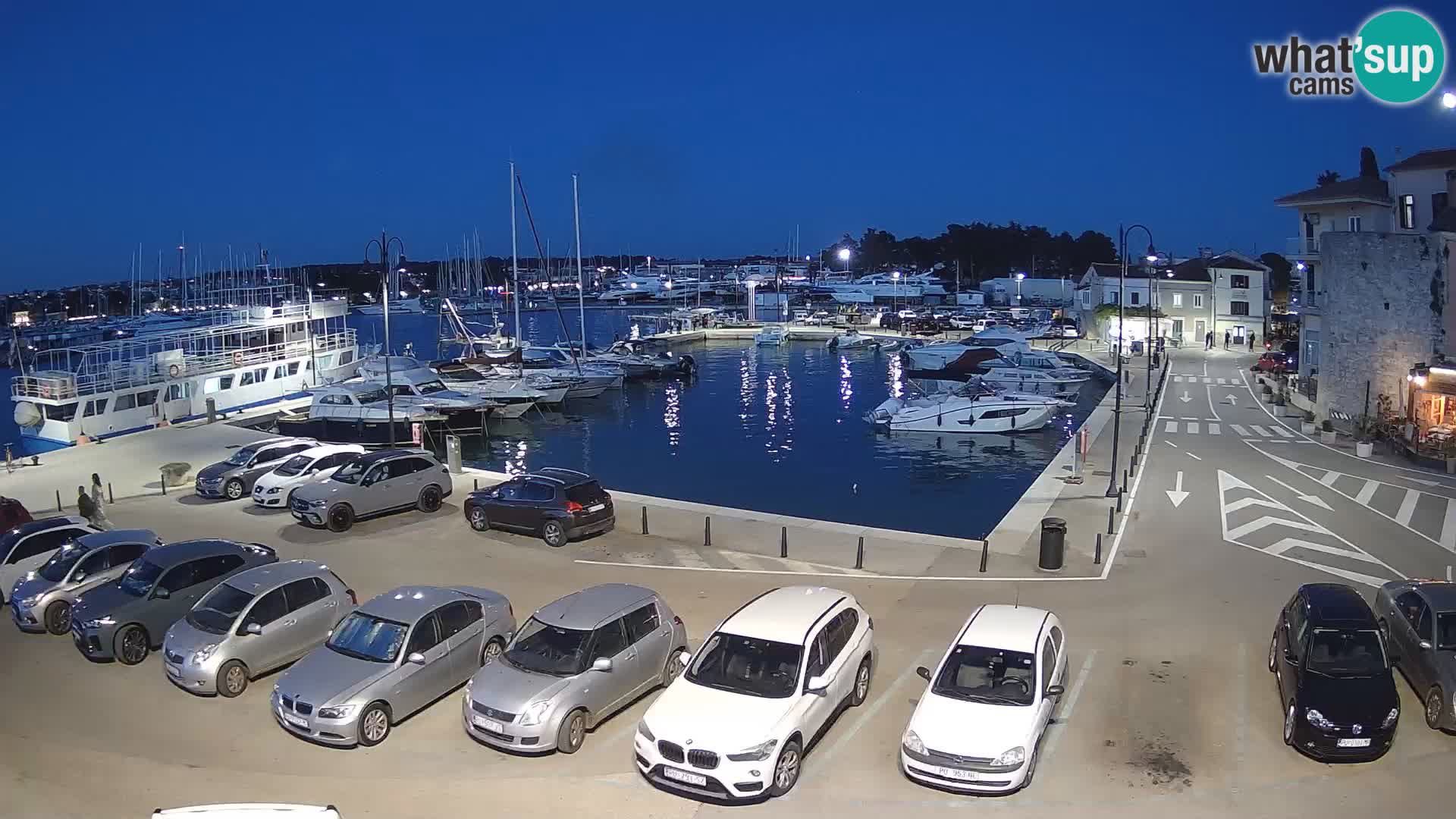 Novigrad | Porporela marina