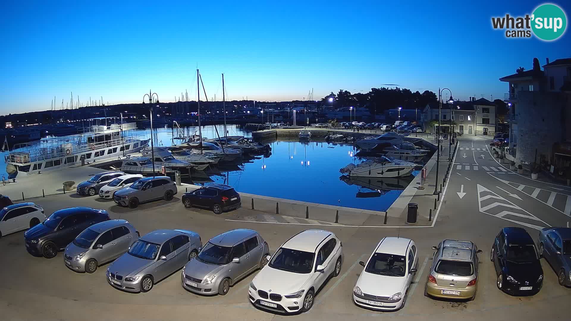 Novigrad | Porporela marina