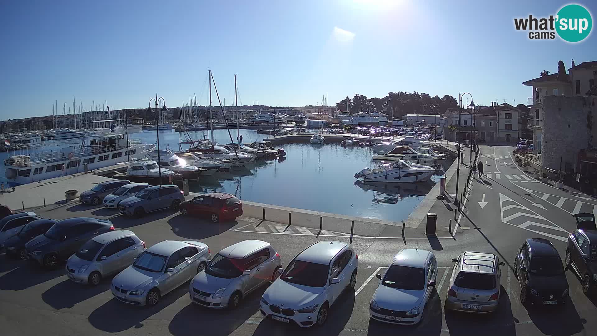 Novigrad | Porporela marina