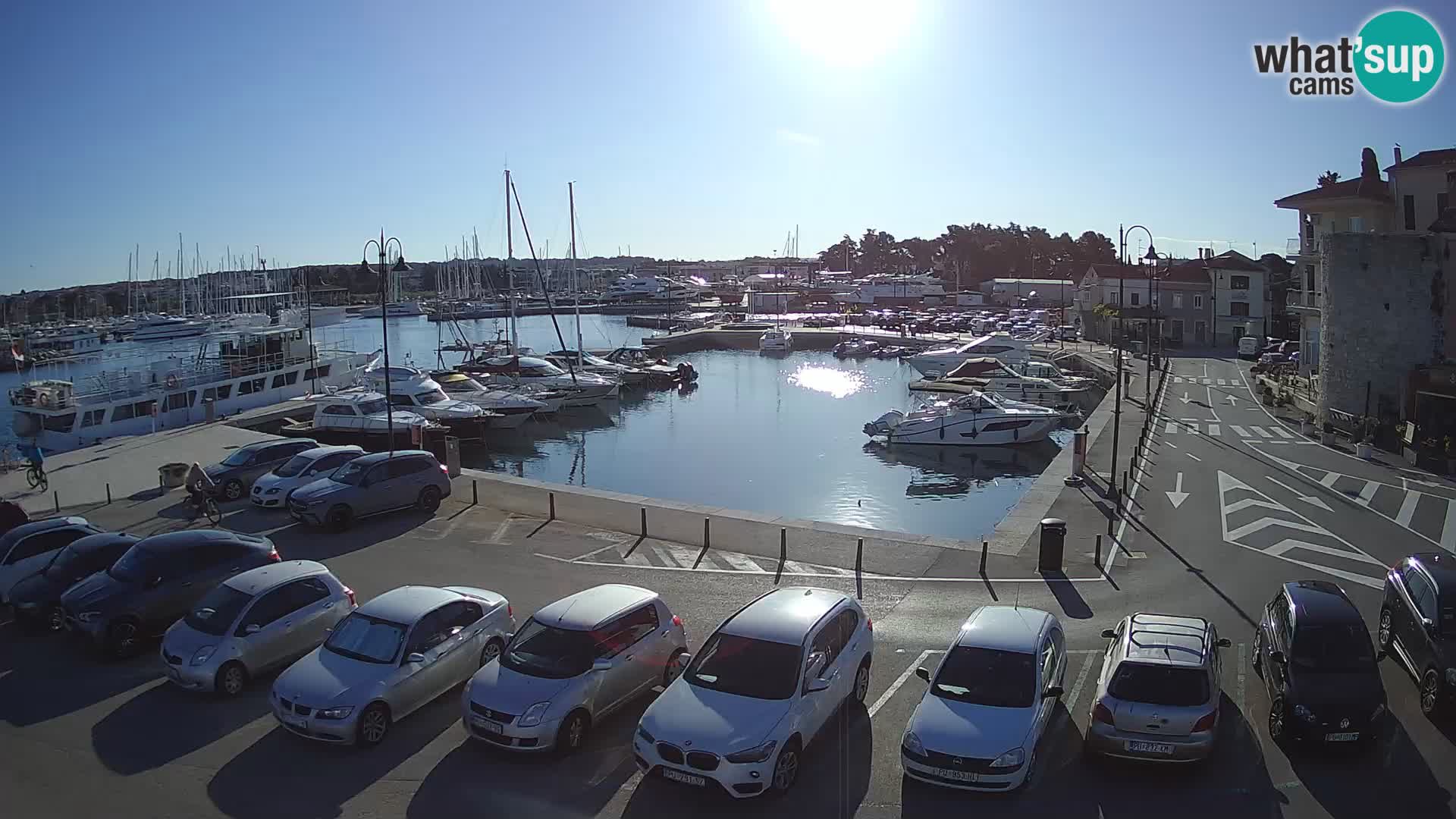 Novigrad | Porporela marina