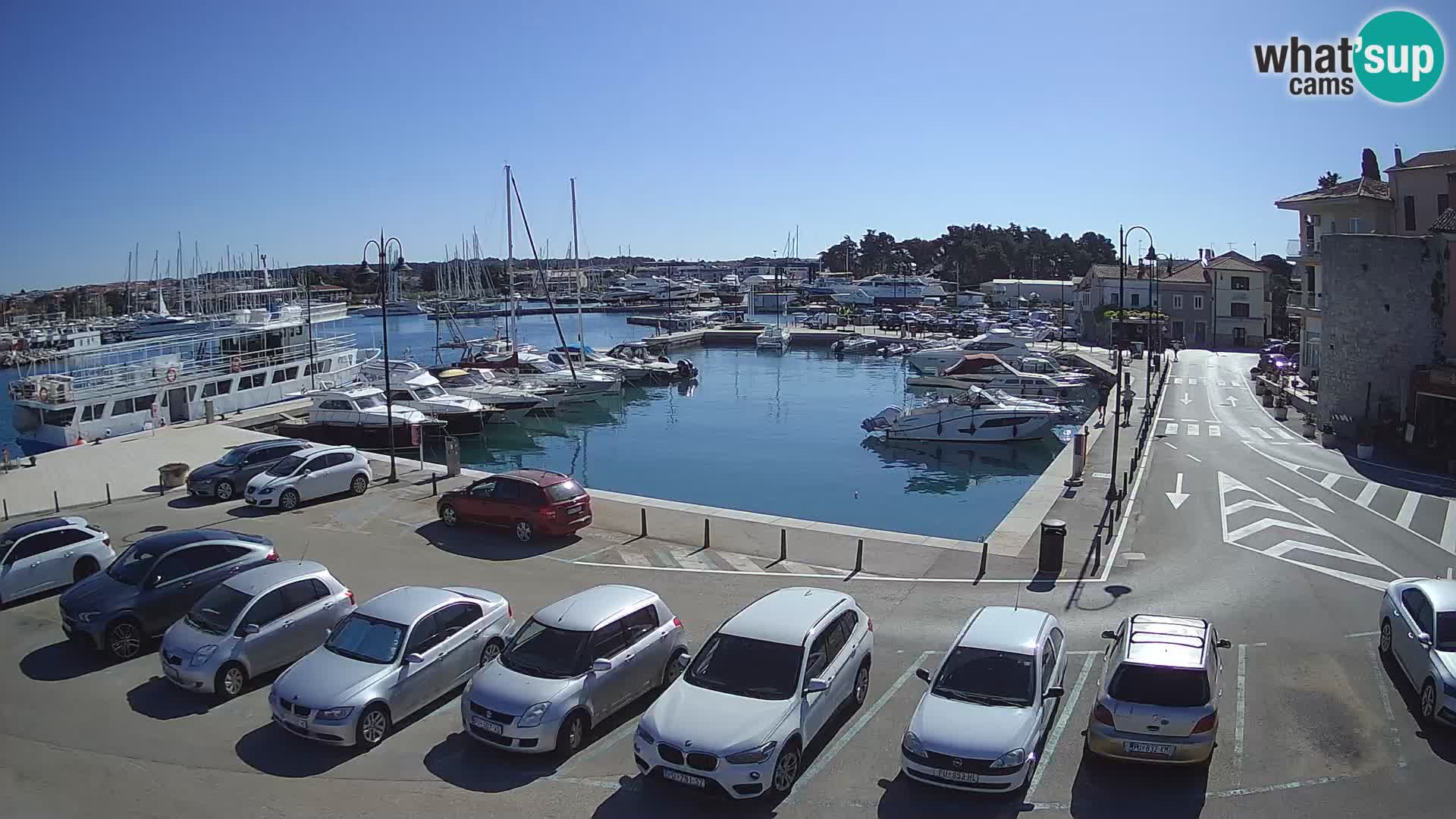 Novigrad | Porporela marina